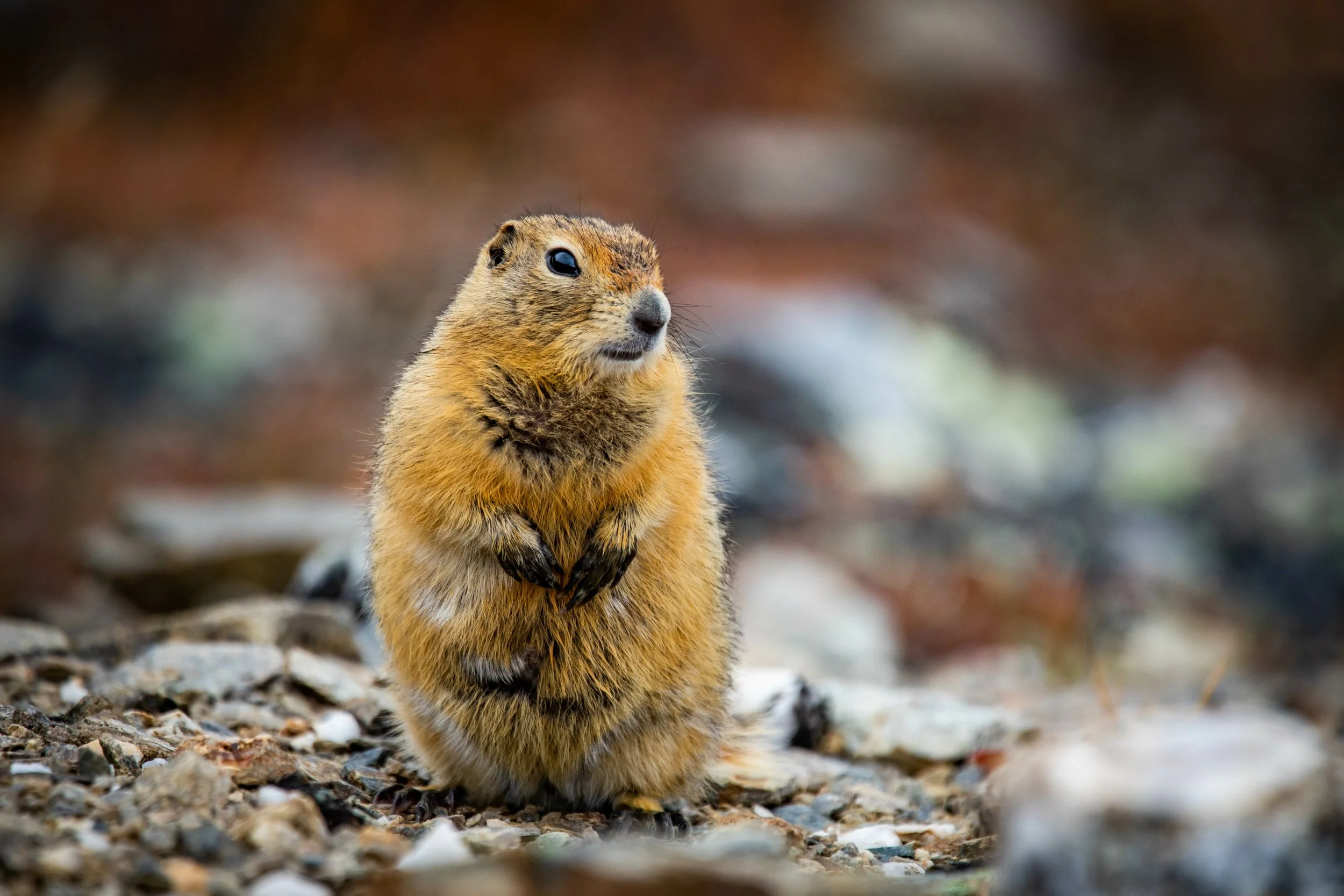 Groundhog Day 2023
