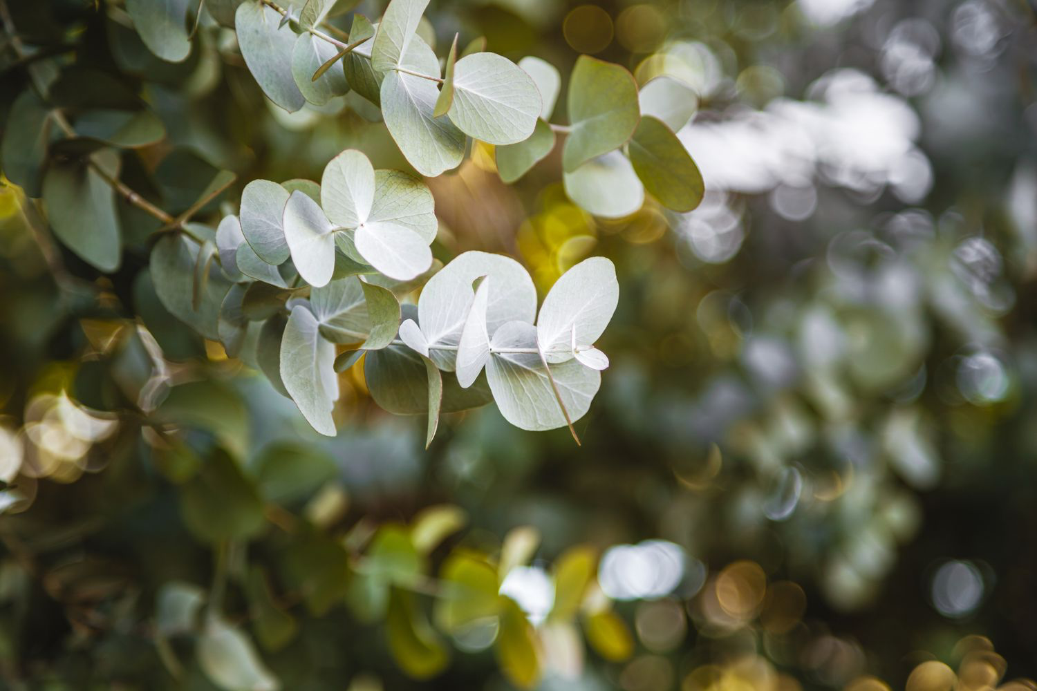 Close-up of green and white variegated leaves on a branch, with a blurred background of more foliage and sunlight.