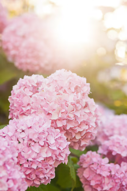 Close-up of pink hydrangea flowers in a garden with sunlight in the background.