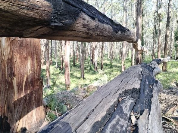 Burnt logs and tall Karri trees in Boranup National Forest, Augusta WA - Summer Yoga Intensive retreat with North Perth Yoga Room, 2023.