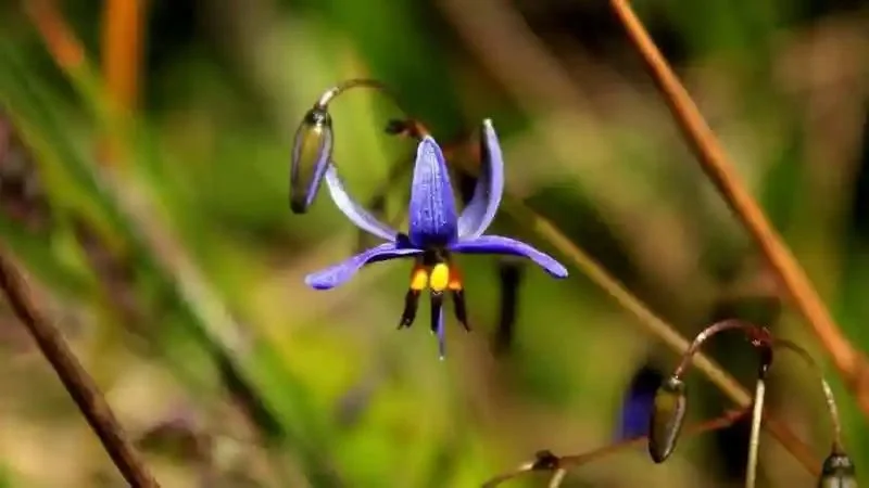 Blueberry-Lily-Dianella-revoluta-1.jpg