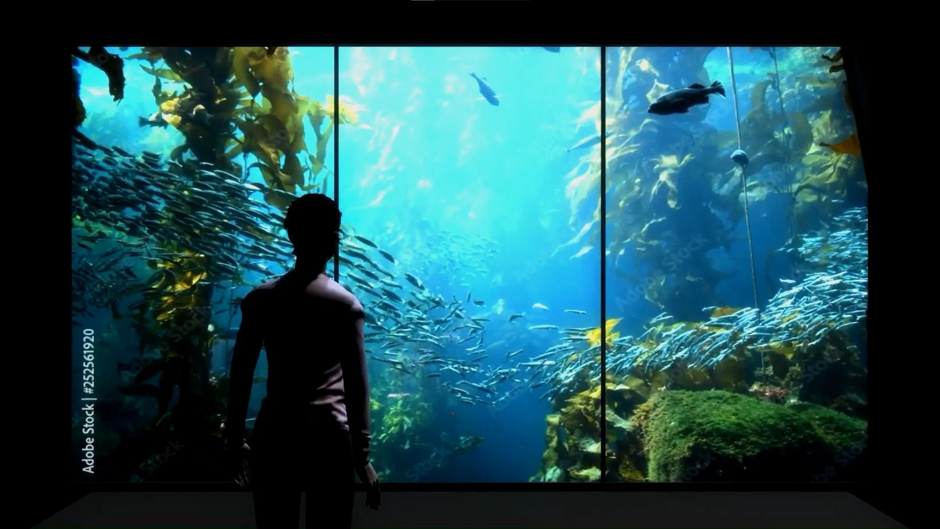 Kelp - Immersive - TV.jpg