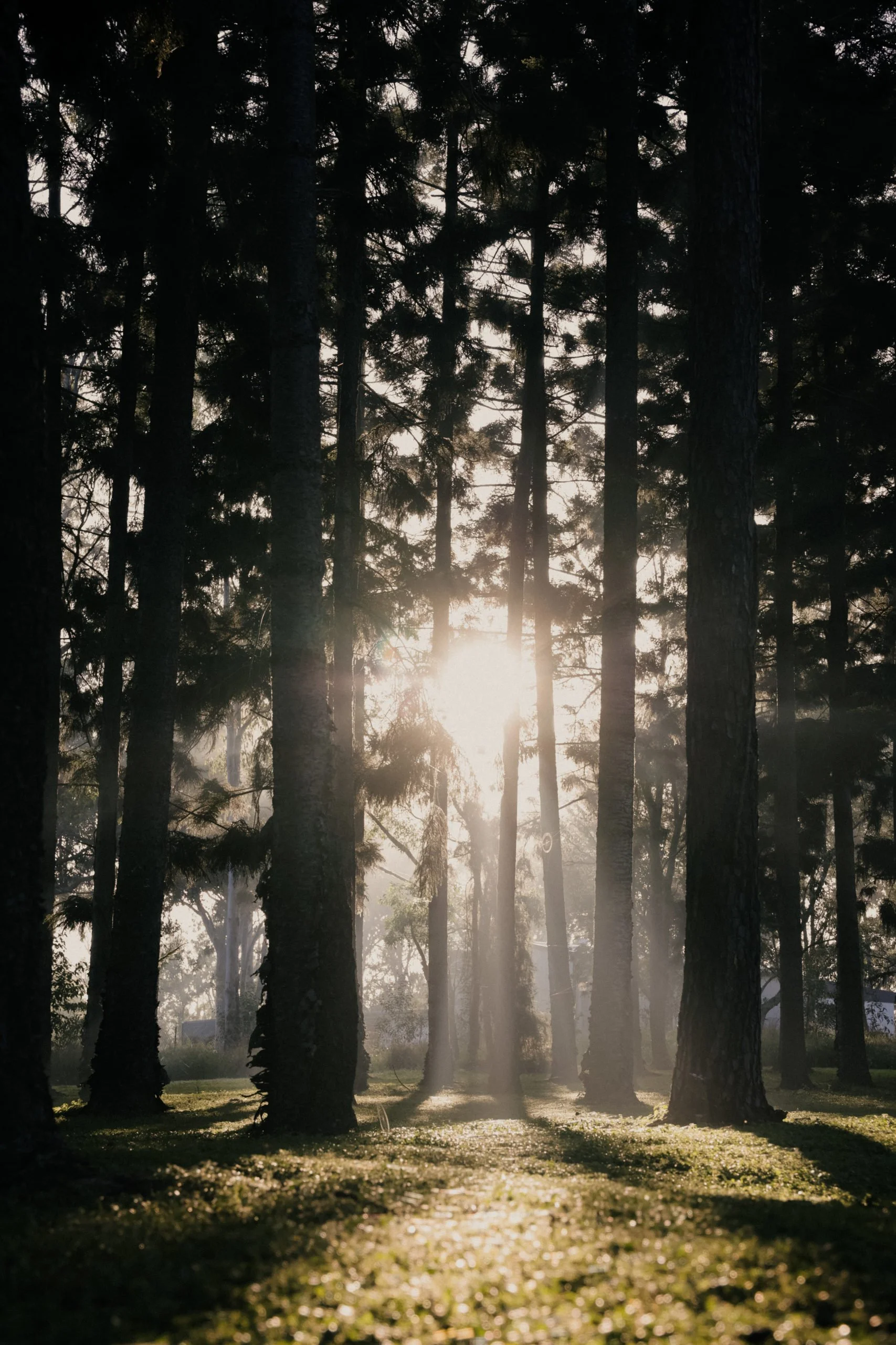 Sunlight filtering through tall trees in a forest, creating beams of light and shadows on the forest floor.
