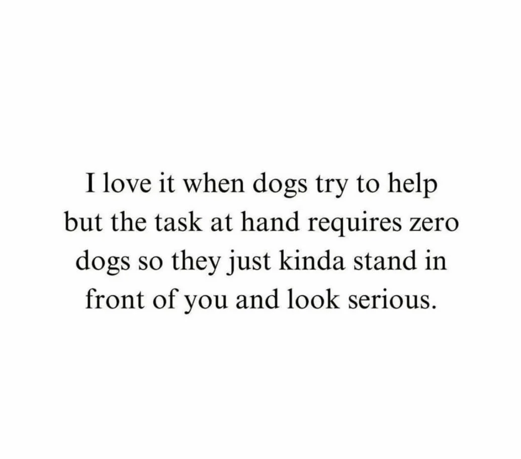 Technically no dog tasks to be done, but he does a very good job at staring into your soul and making lots of noise when you&rsquo;re trying to relax 😂🐶😉✨