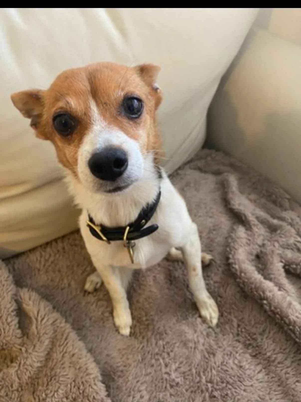 Then &amp; now: Six years since this little cutie came into my life 🥰  look how cute &amp; little he was! Now a distinguished gentleman with a bit more grey/white hair and a few less teeth (&amp; a continued hatred of having his photo taken). The be