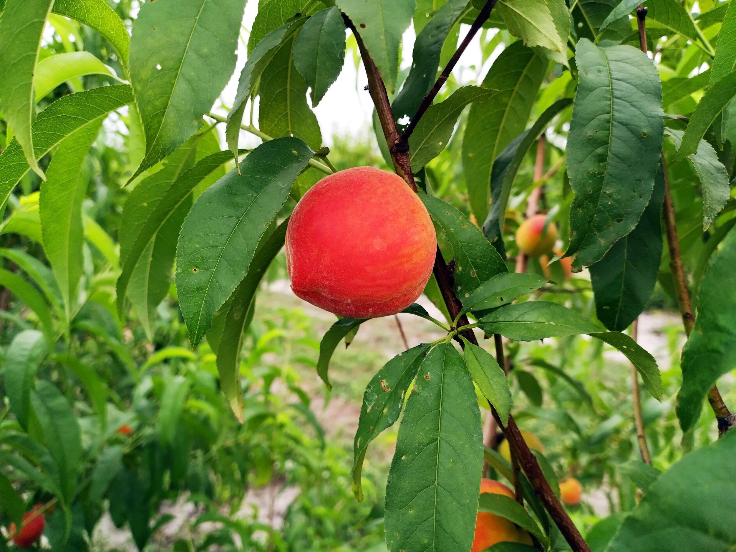 peach1.jpg