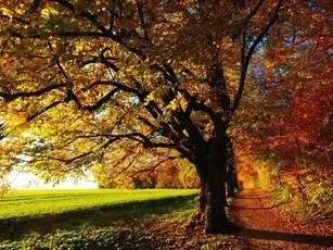 ROOT + RECEIVESeasonal Yoga + Self-Care for Fall