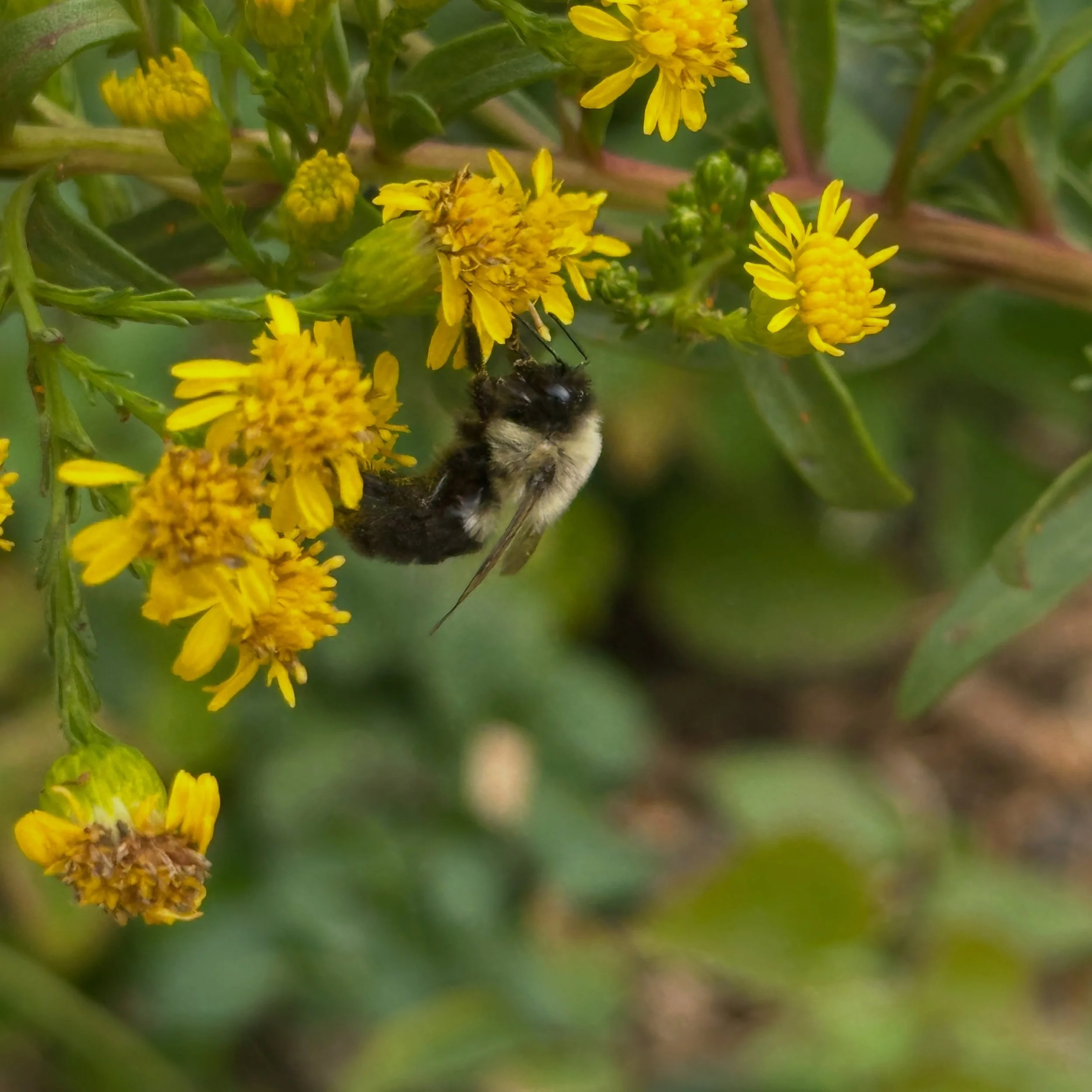 Our native perennial garden all ready for SPLASH!, with blissed-out bumblebees on our new goldenrod. Thanks @wilderscaping!