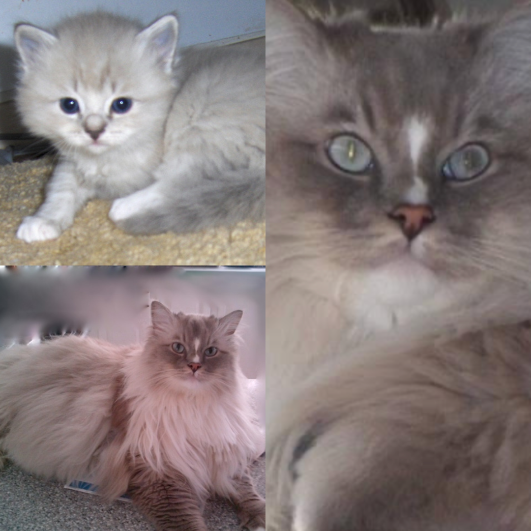 Untitled design-2.png