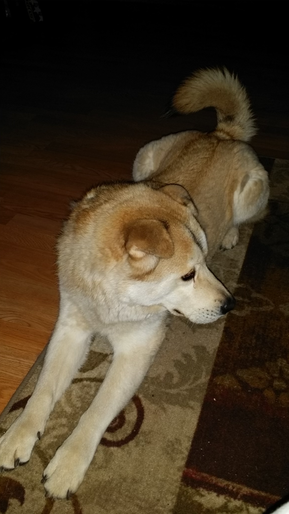 max- patient gallery.png