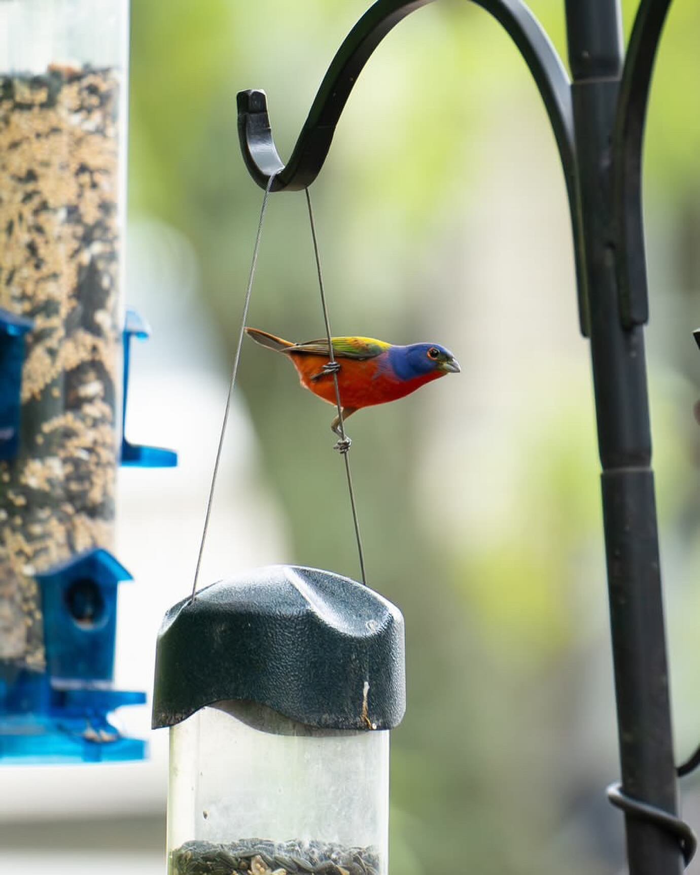 Thanks again to one of our favorite feeder watchers, @katievogel48 for sharing her gorgeous shots of this Painted Bunting! Have you had any exciting migrants at your feeders lately? Let us know!

📸 @katievogel48 
#paintedbunting #birdphotography #wi