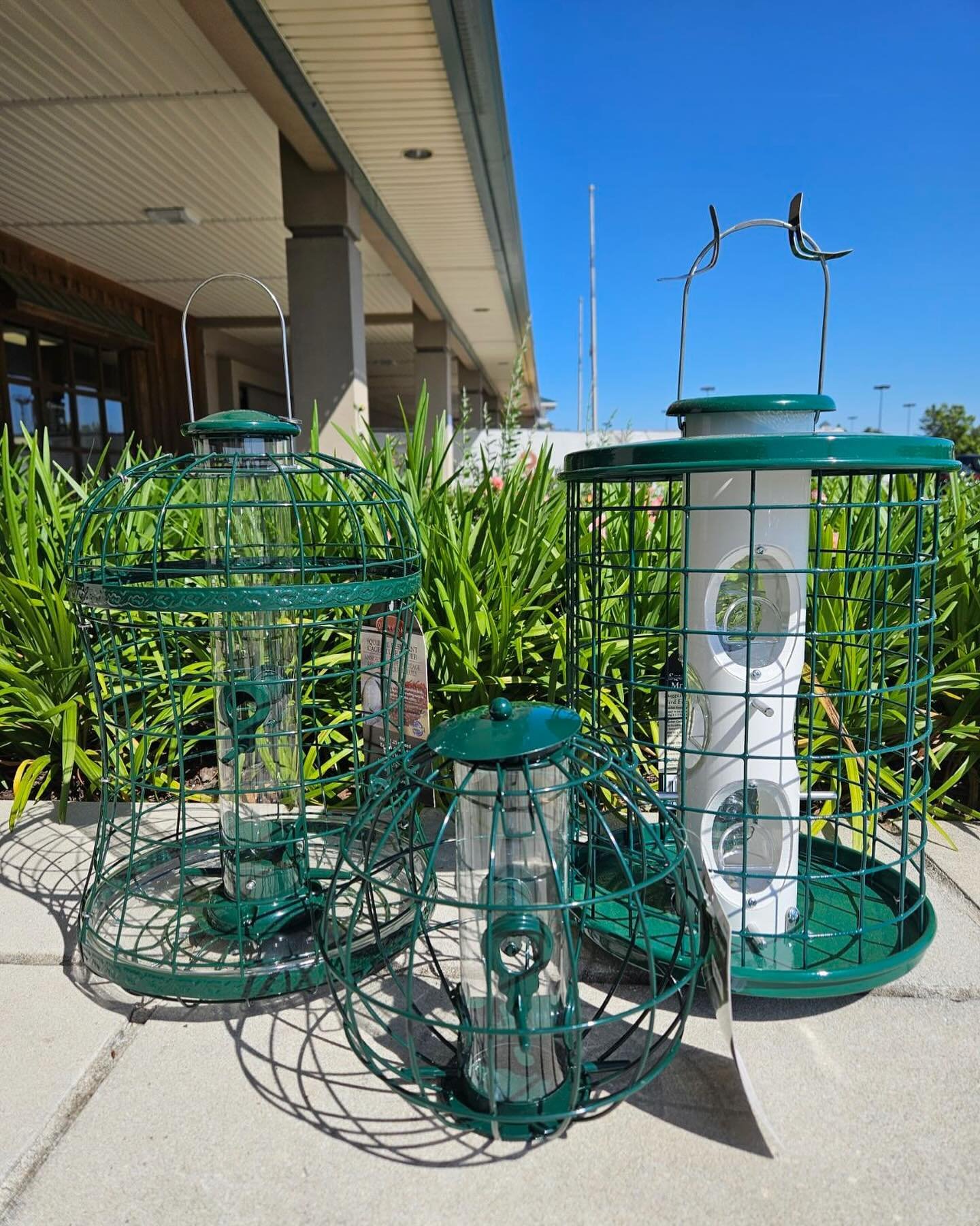 Painted Buntings are BACK! We know you love them, and that&rsquo;s why we have the feeders they love and plenty of white millet for all your bunting needs! We can also answer any questions you might have. Come see us today 10-5!

#paintedbunting #bir