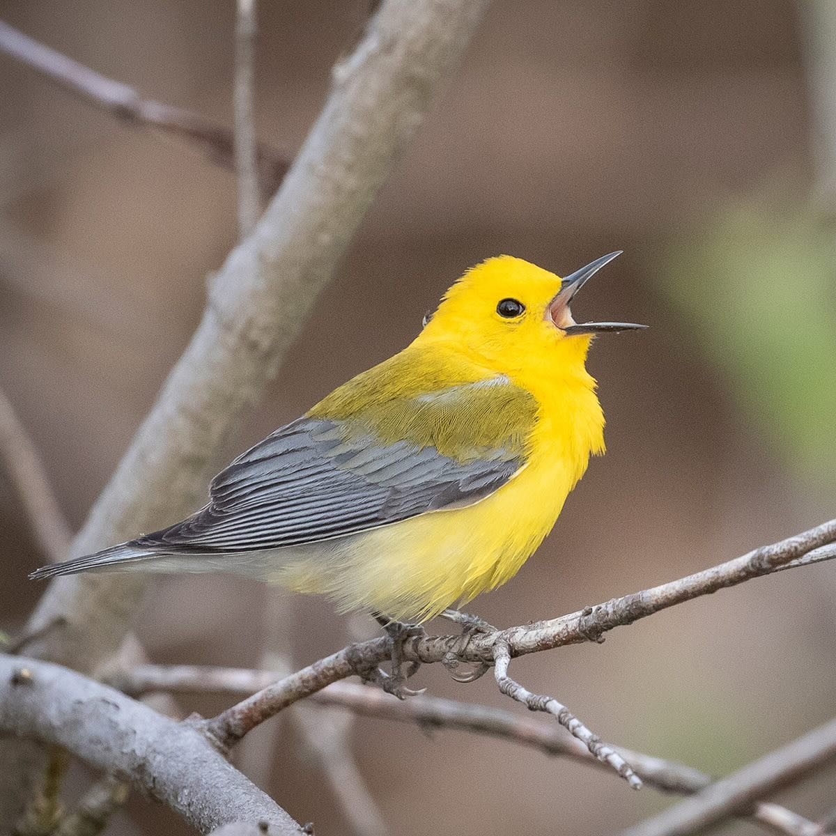 For Prothonotary Warblers it pays to be bright. Studies show that males that are brighter yellow gain access to better nest sites than less colorful males. Stop by Wild Bird &amp; Garden to shop our inventory of ZEISS binoculars so you don&rsquo;t mi