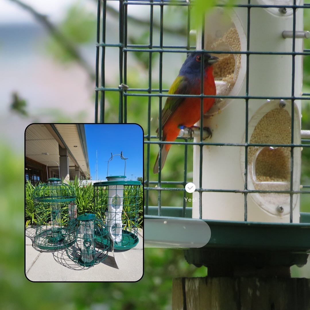 Painted Buntings are back, they are singing, and they are hungry! Come see us for the feeders and seed they like the best! We&rsquo;re open 10-5 today!

#paintedbunting #wildbirdandgarden #shopsmall #localbusiness #familyownedbusiness #wilmingtonnc #