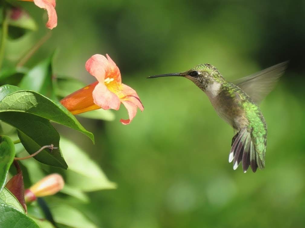 Have you stocked up on hummingbird supplies? We have a wide range of feeders, nectars, and cleaning supplies to keep your hummers happy! Come see us today, we&rsquo;re open 10-5!

#hummingbird #rubythroatedhummingbird #birdfeeders #wildbirdandgarden 
