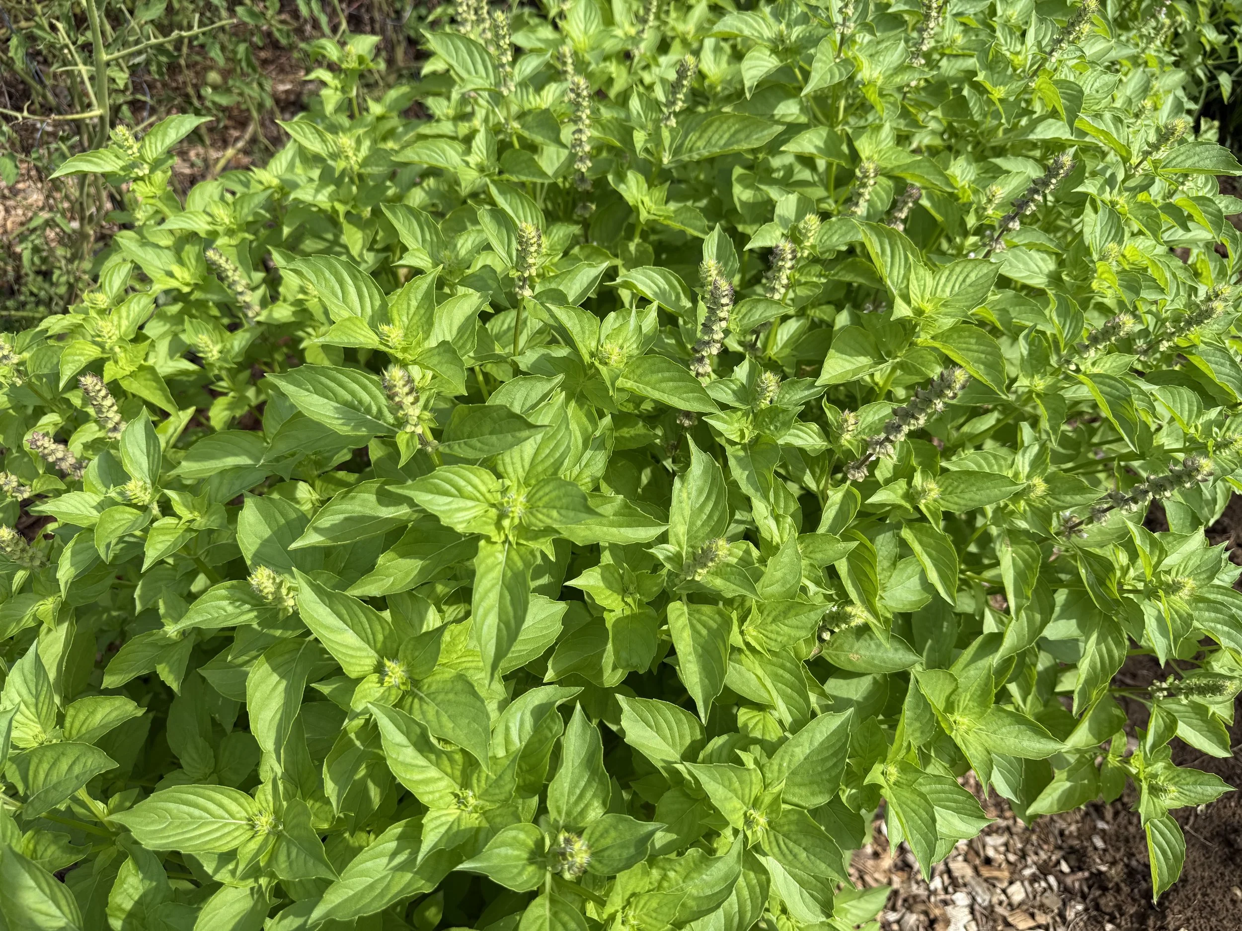 The Tea Garden Guide