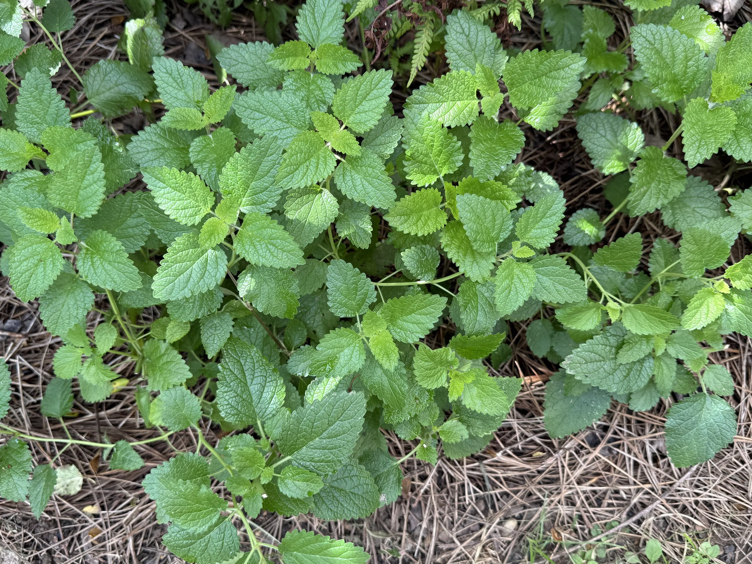 Tea Blends and Recipes