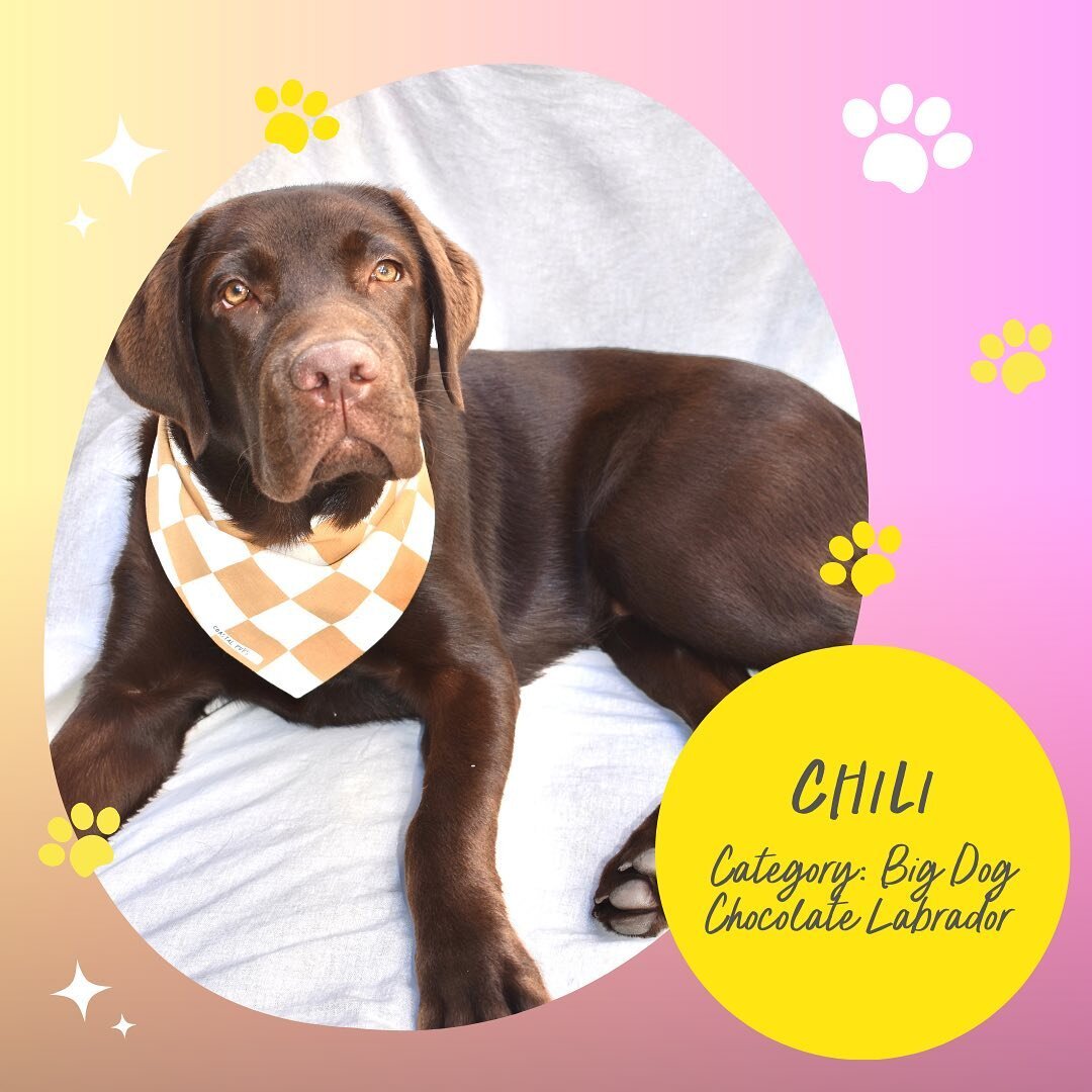We have a feeling this year is going to be HUGE! With already 100 entries and 4 months to go. We love seeing all of your gorgeous pups. It's going to be tough for the judges to choose. 

Check out some of our recent entries.
@Chilithechoccylab
@frank