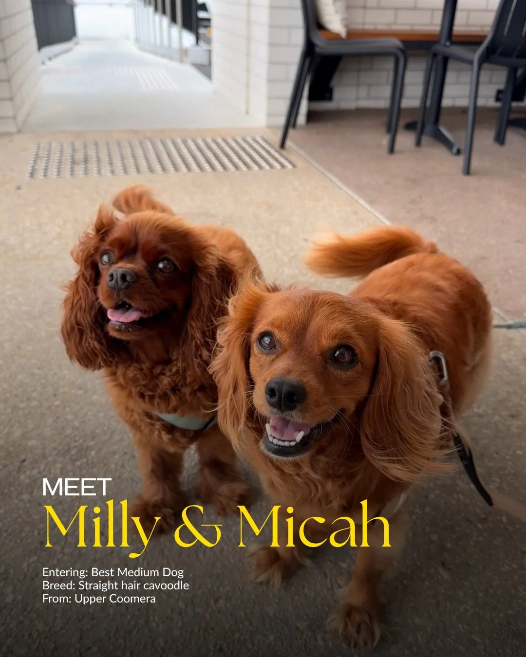 Meet just a few of the contenders already entering Top Dogel 🐾

From speedsters to style icons&hellip; competition is already heating up. 

The real question is&hellip; could YOUR dog take it out?

👉 Entries are now open &mdash; hit the link in bio