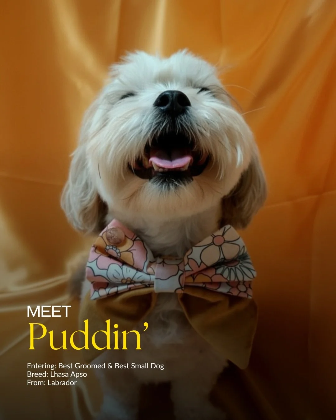 Serving up today&rsquo;s dose of cuteness 🐶💛

Meet the latest Top Dogel entrants&hellip;

🐾 Puddin&rsquo; &mdash; Lhasa Apso
🐾 Lulu &mdash; Pomeranian
🐾 Maple &mdash; Labradoodle
🐾 Baffi &mdash; Pomeranian
🐾 Fizzgigg &mdash; Pomeranian
🐾 Popp