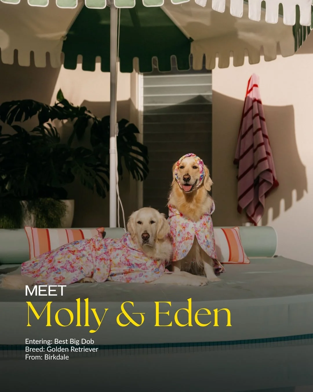 More gorgeous pups are entering our Gold Coast Next Top Dogel Competition and we are officially OBSESSED 🐶✨

Join us at Sanctuary Cove on August 15 for a paw-some day filled with adorable dogs, market stalls, entertainment, prizes and plenty of fun 