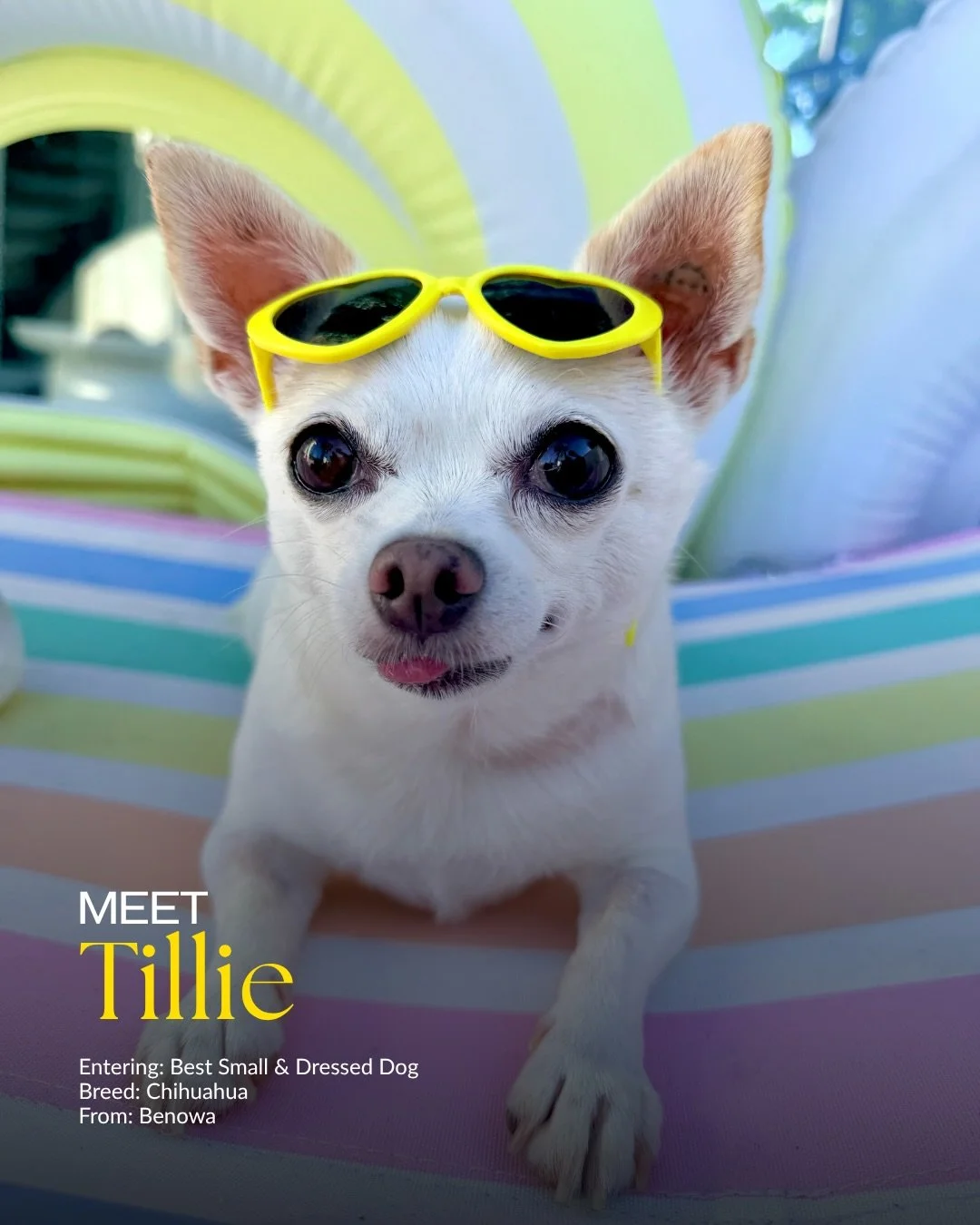 Today&rsquo;s lineup is small but VERY mighty 🐶✨

Meet the latest pups joining Top Dogel&hellip;

🐾 Coco &mdash; Pomeranian
🐾 Gunner &mdash; Miniature Dachshund
🐾 Tillie &mdash; Chihuahua
🐾 Taylor &mdash; Staffy x Whippet
🐾 Charlee Boo Boo &mda
