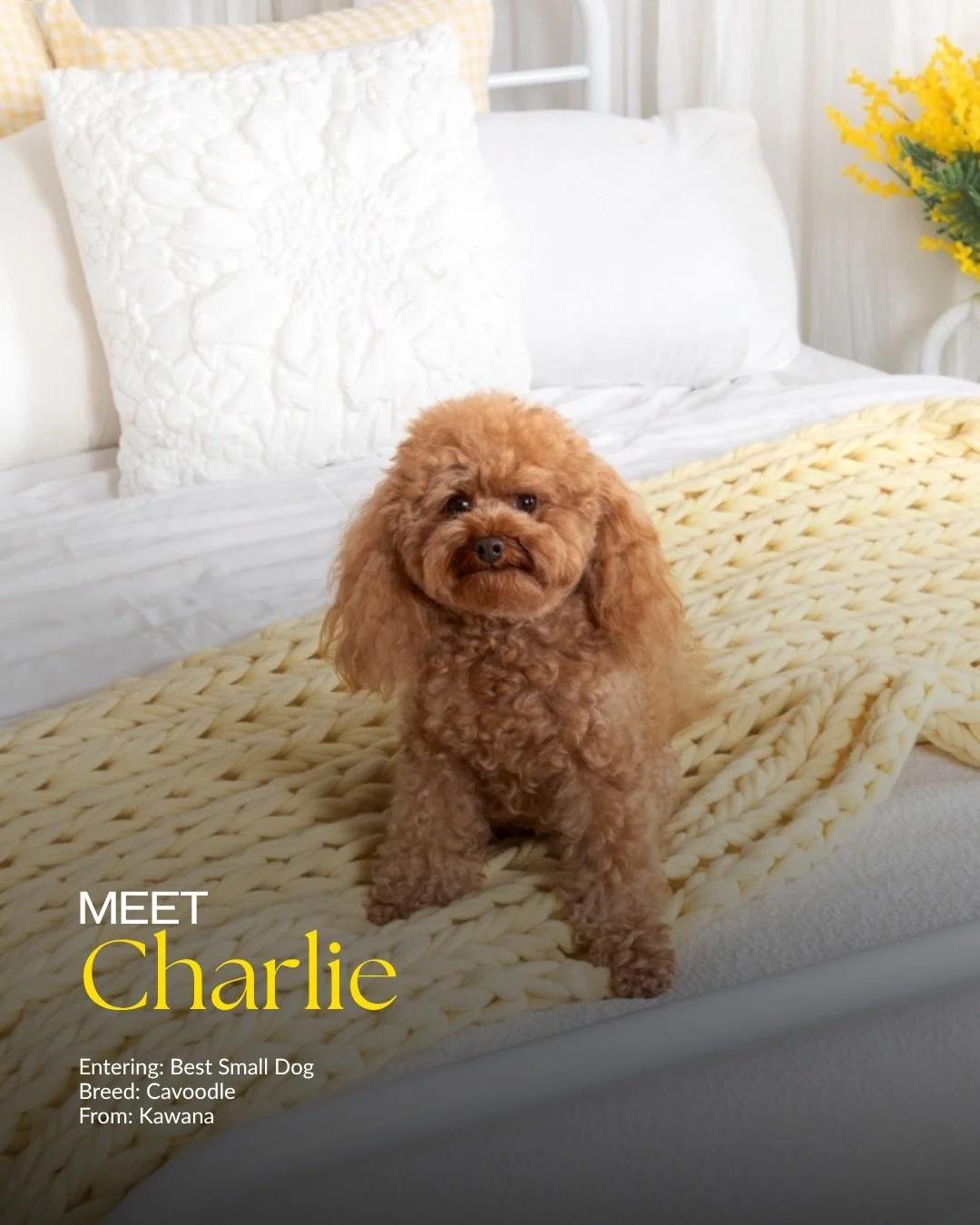🐾 TODAY&rsquo;S TOP DOGELS 🐾

Say hello to today&rsquo;s adorable entrants 👀✨

🐶 Charlee Boo Boo &mdash; Chow Chow
🐶 Gus &mdash; Cavoodle
🐶 Tyson &mdash; Dogue de Bordeaux
🐶 Teddy &mdash; Mini Groodle
🐶 Charlie &mdash; Cavoodle

Who&rsquo;s y