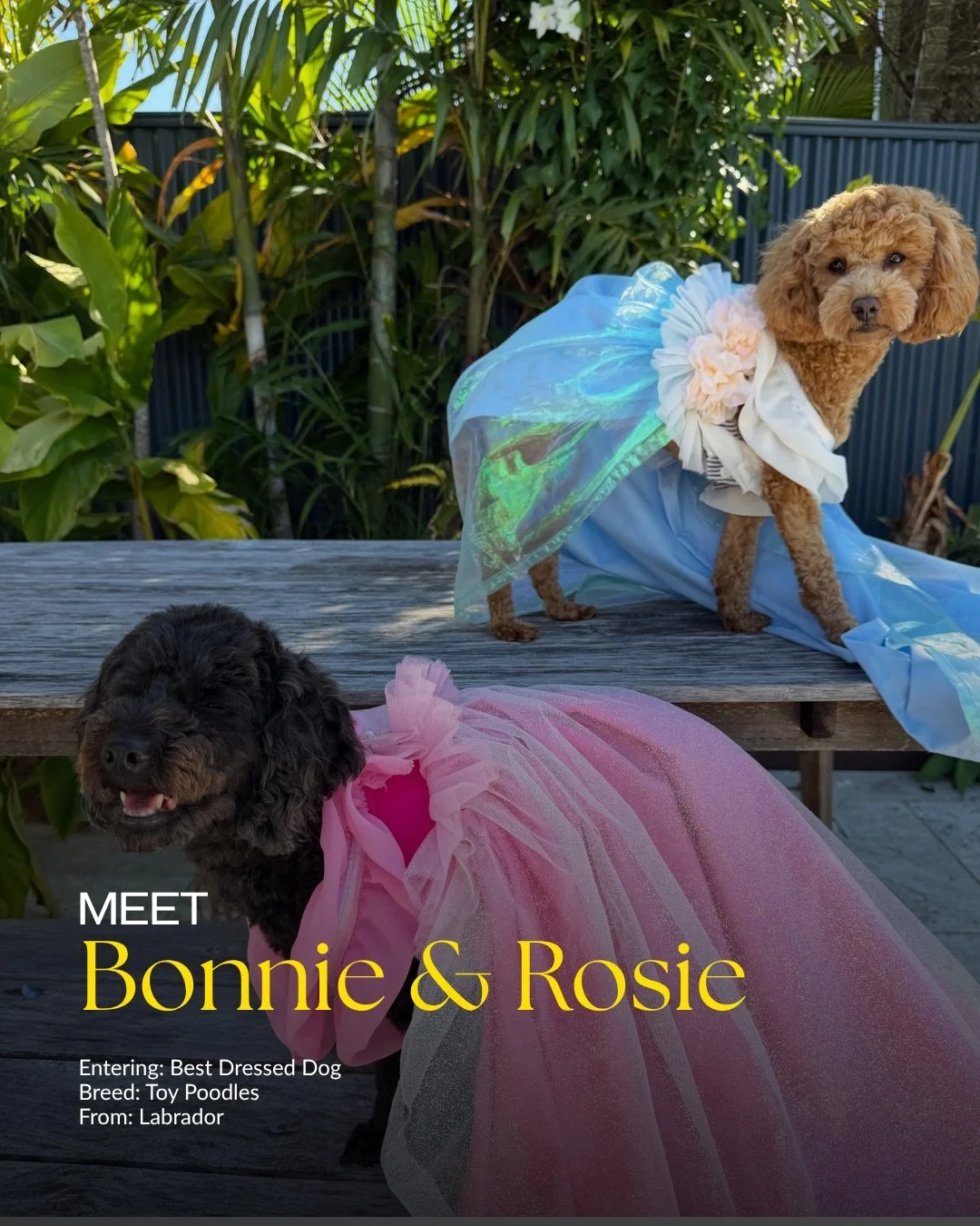 🐾 TODAY&rsquo;S TOP DOGELS 🐾

Say hello to today&rsquo;s adorable line-up ✨

🐶 Bonnie &amp; Rosie
🐶 Fluffy
🐶 Edward &amp; Fluffy
🐶 Teddy
🐶 Penny

Who&rsquo;s taking home the title? 👑🐾 Come down, cheer them on, and enjoy a paw-some day at San