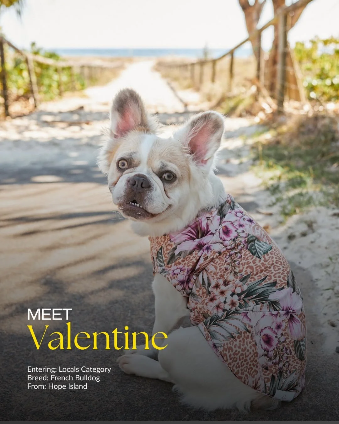 Paws, pose, repeat 📸🐶
We&rsquo;re heading to Gold Coast&rsquo;s Next Top Dogel at Sanctuary Cove with our newest stars!
Join us on 15 August from 10am for a day of doggy glam, fun, and fluff.