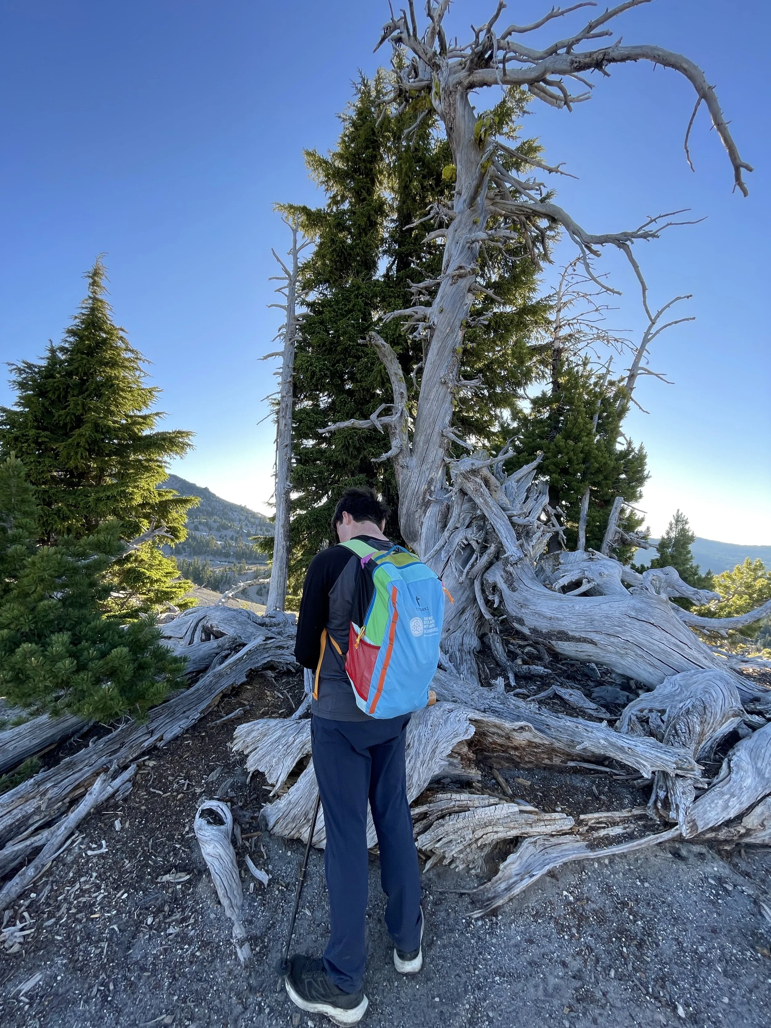 We stopped by this incredible tree to eat breakfast, but again the mosquitoes convinced us to stay for only a few minutes