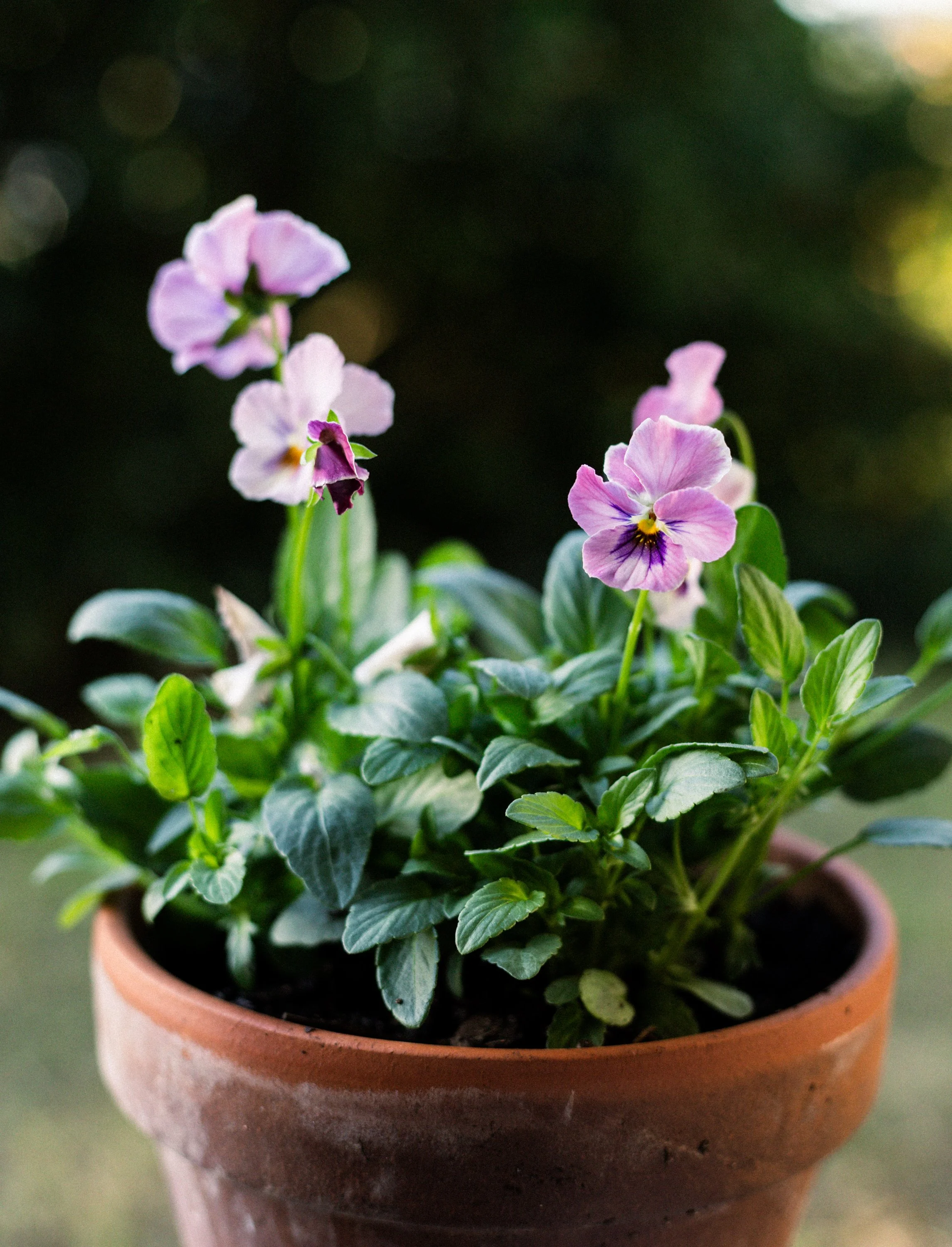 violas-1.jpg