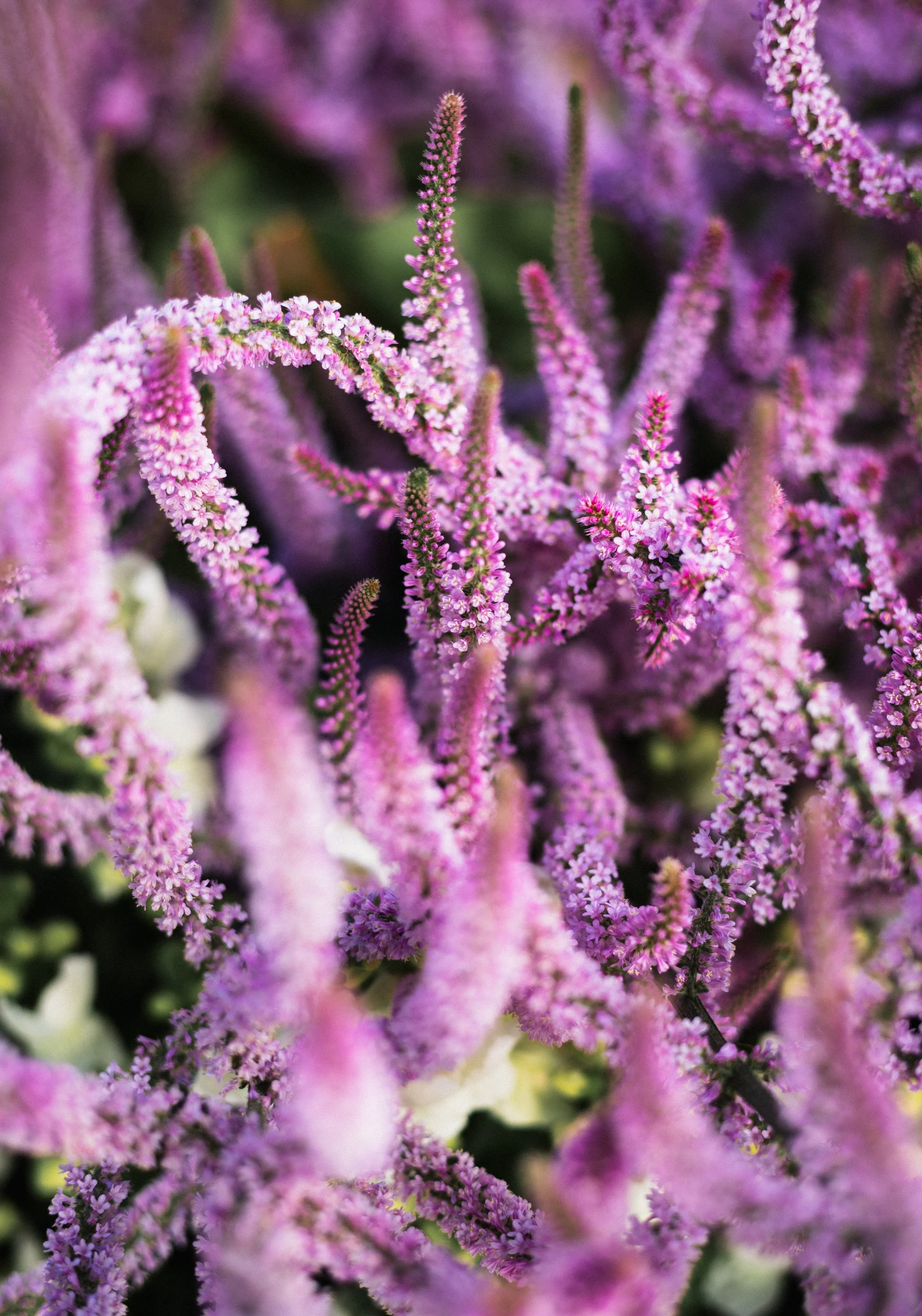 flowerfestival_-4.jpg