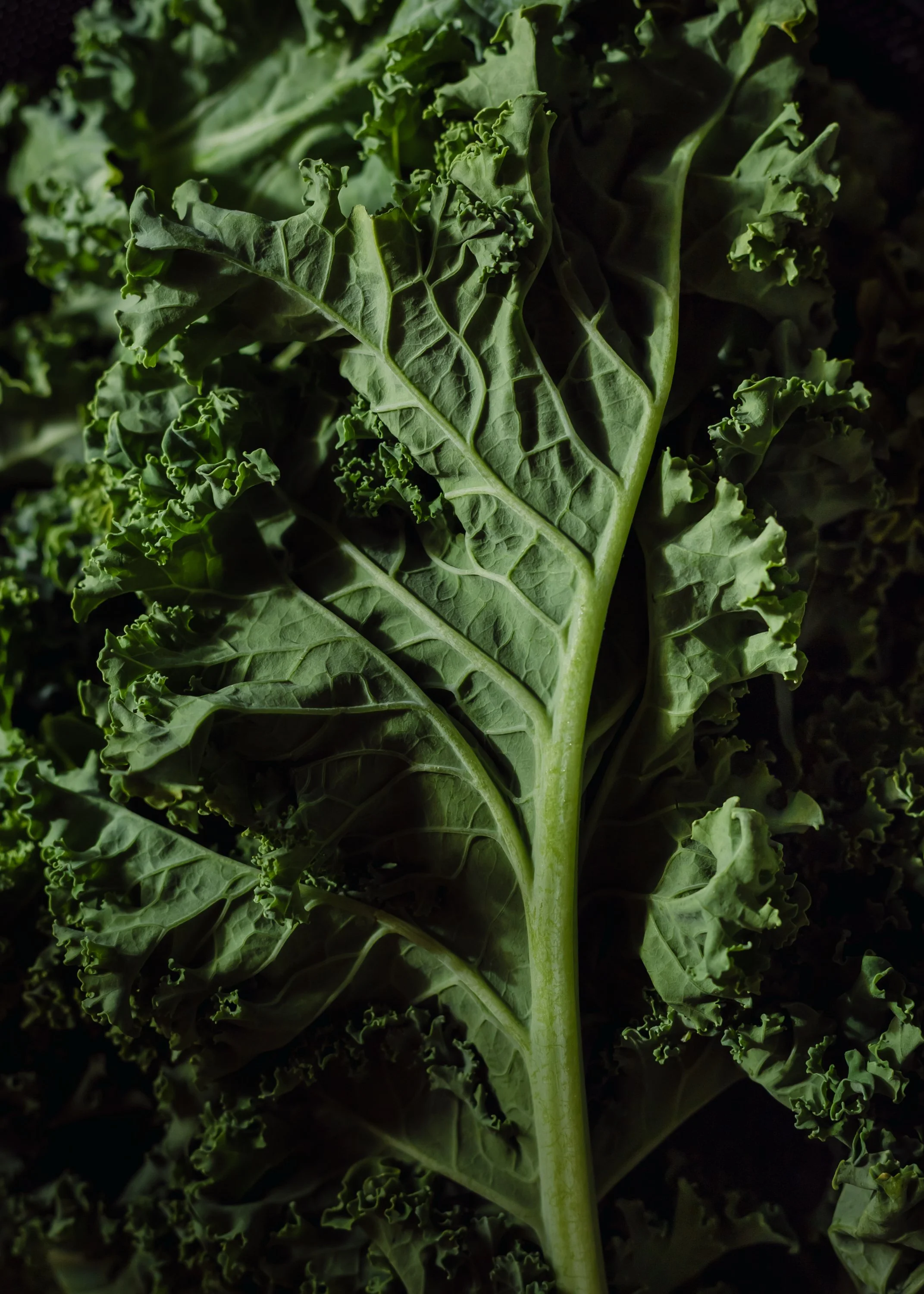 kale-1.jpg