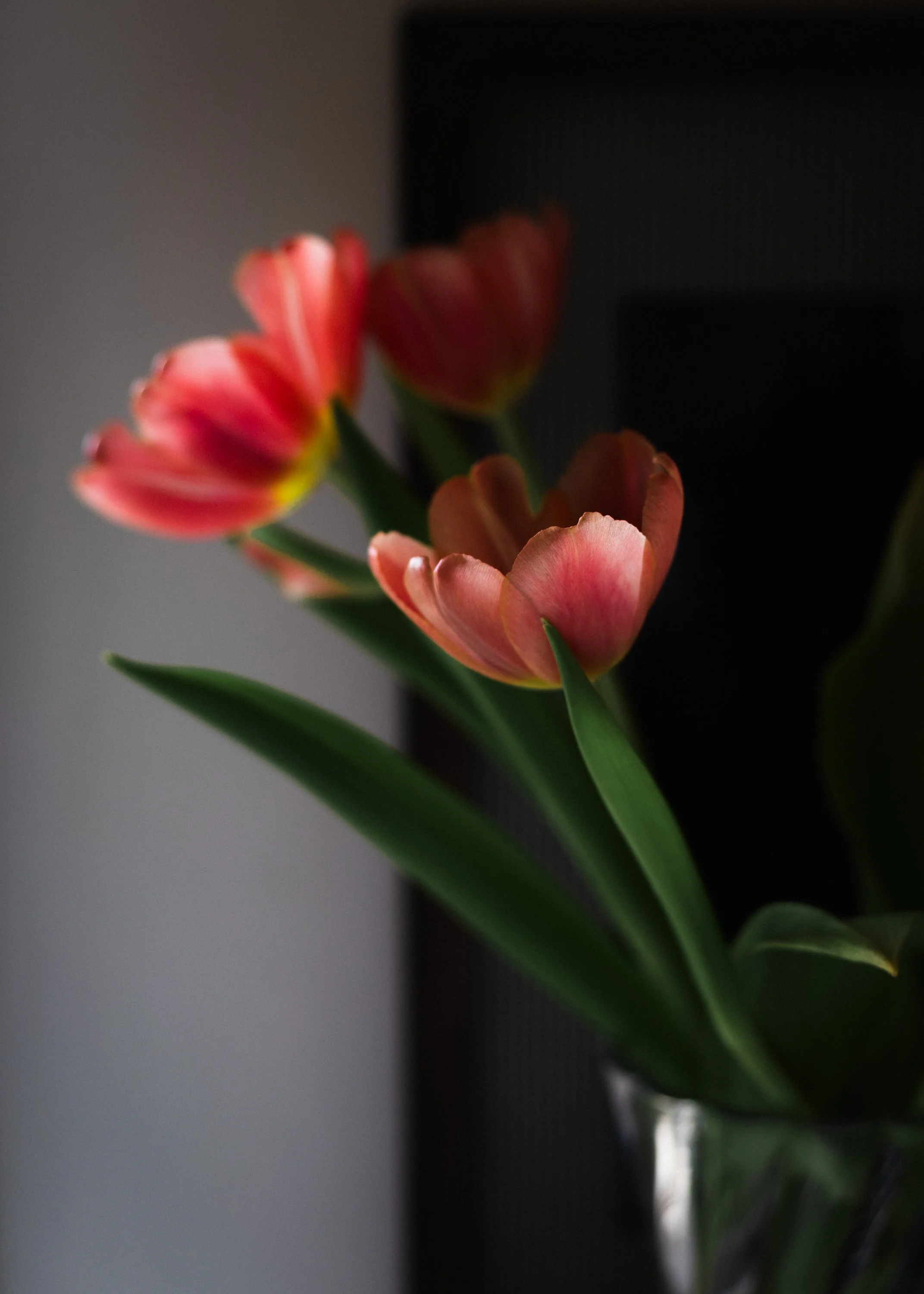 tulips-1-2.jpg