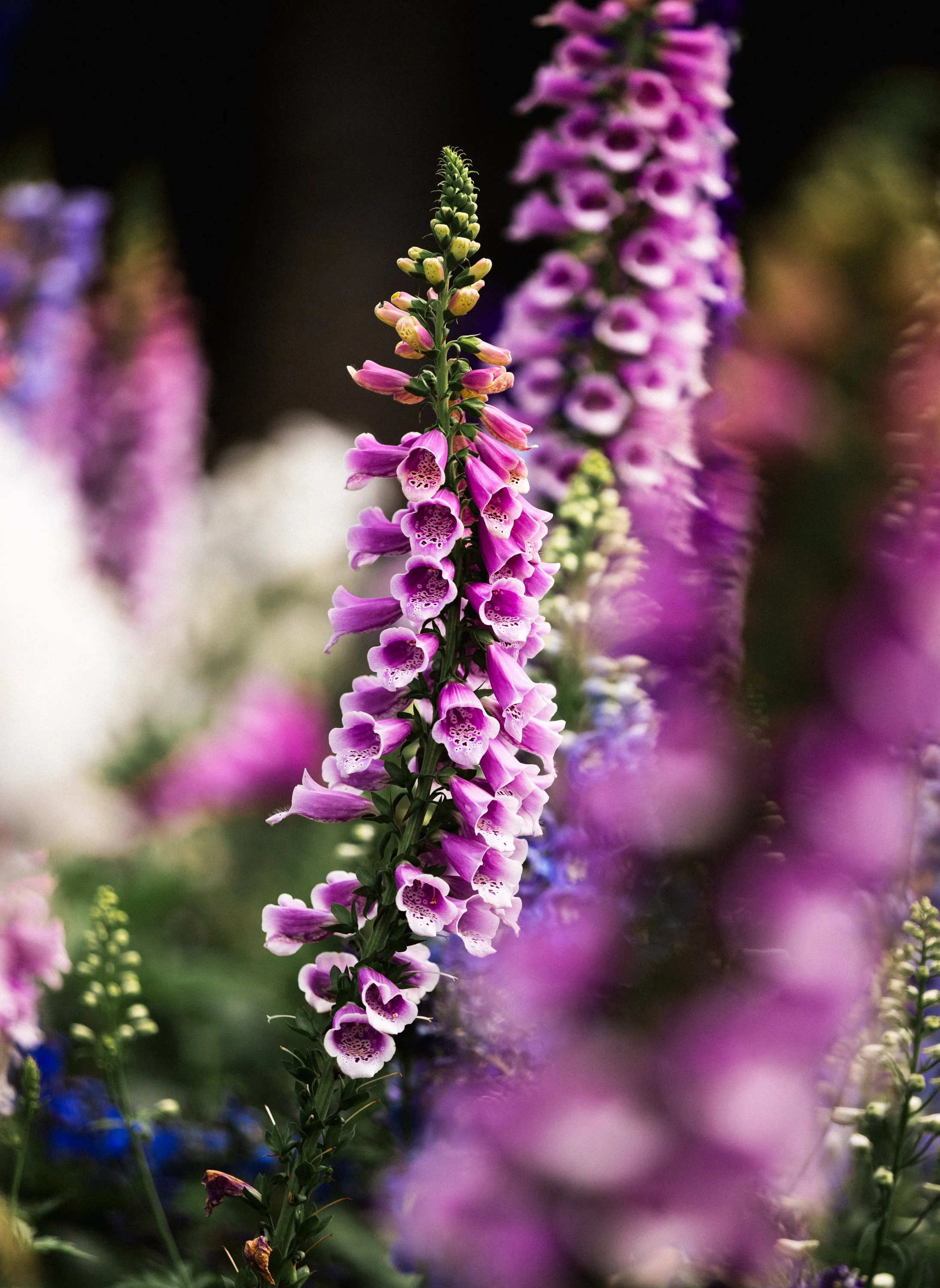 flowerfestival_-1.jpg