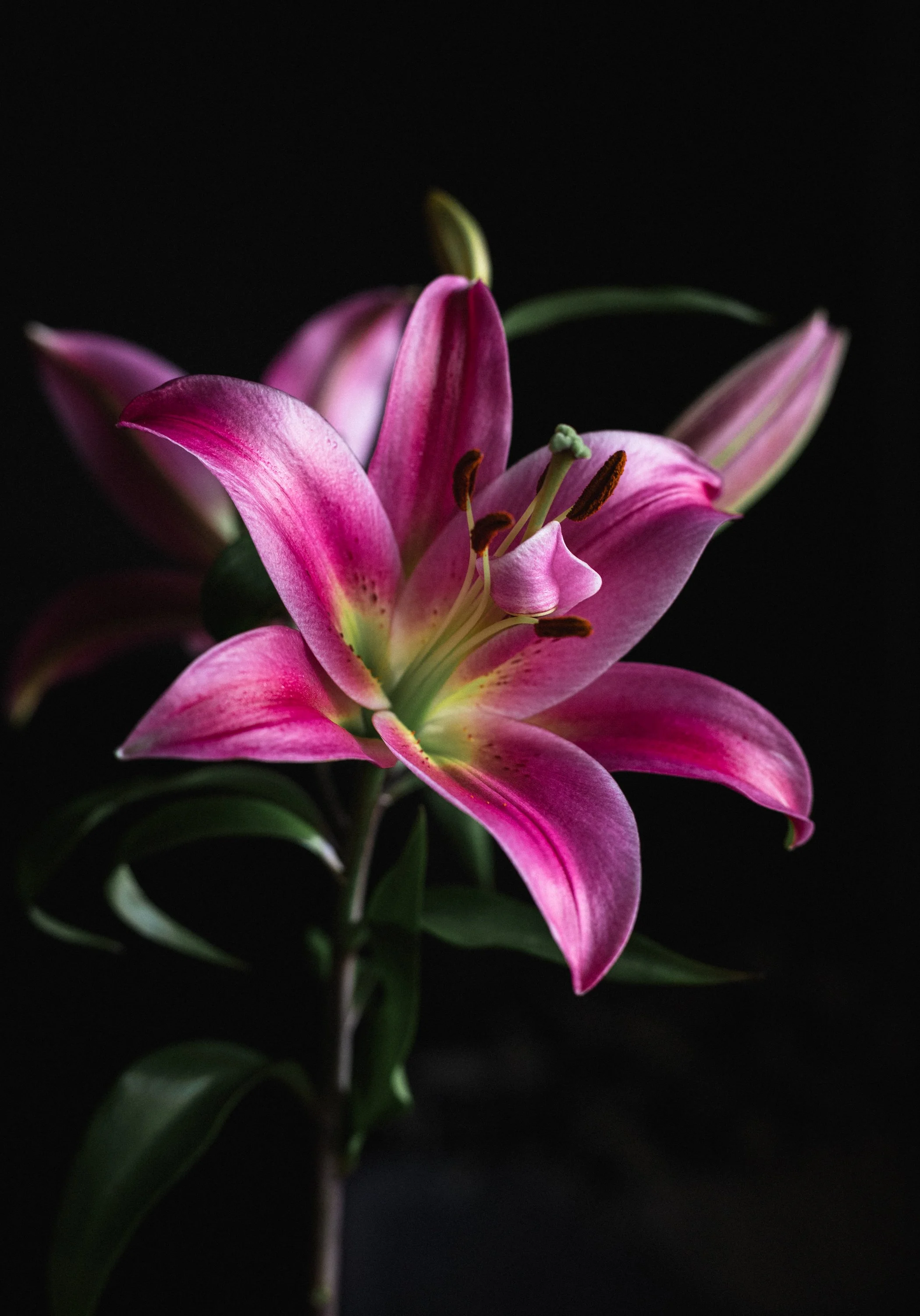 oriental_lily-1.jpg