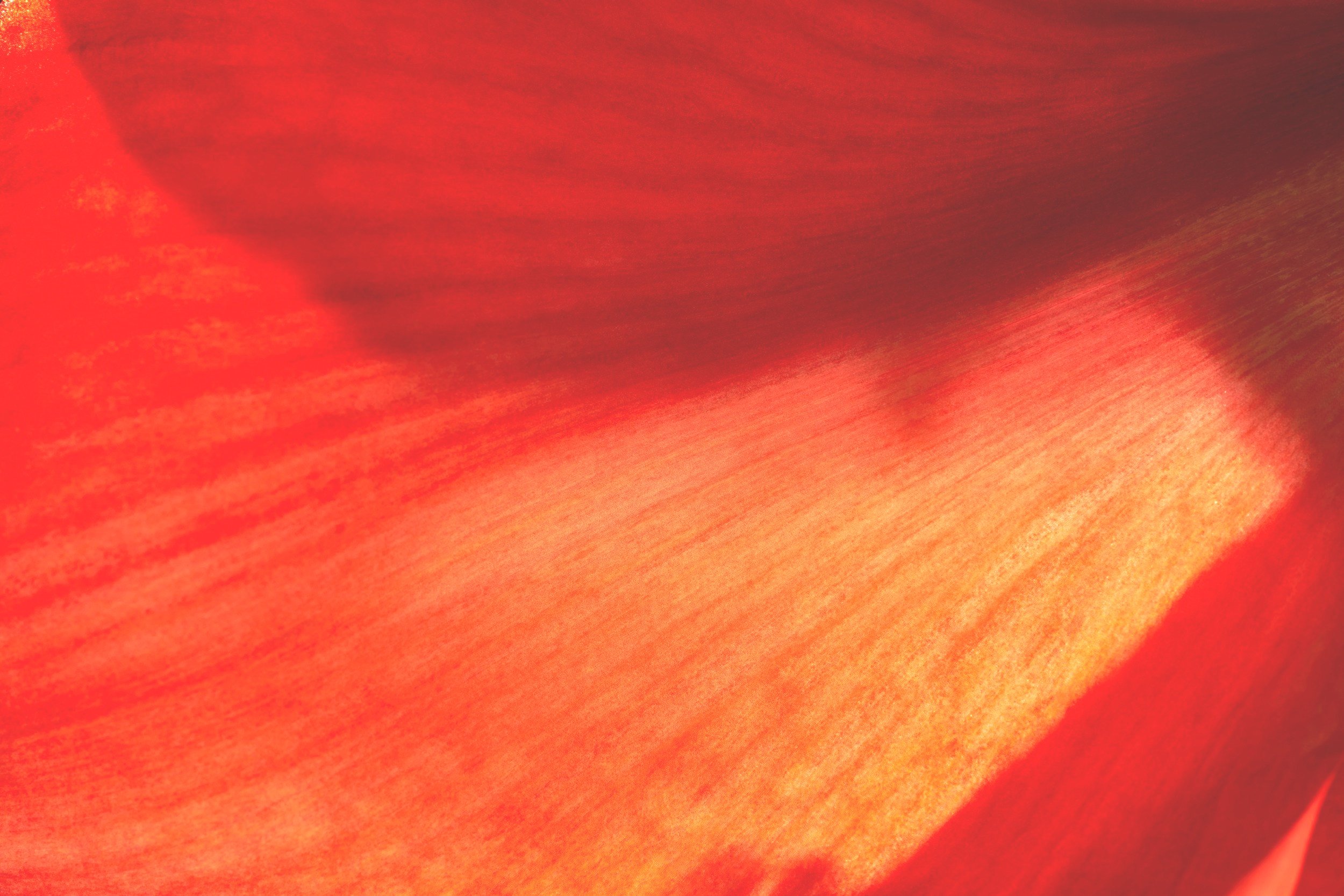 Close-up of a red and orange flower petal with smooth texture and subtle color gradient.