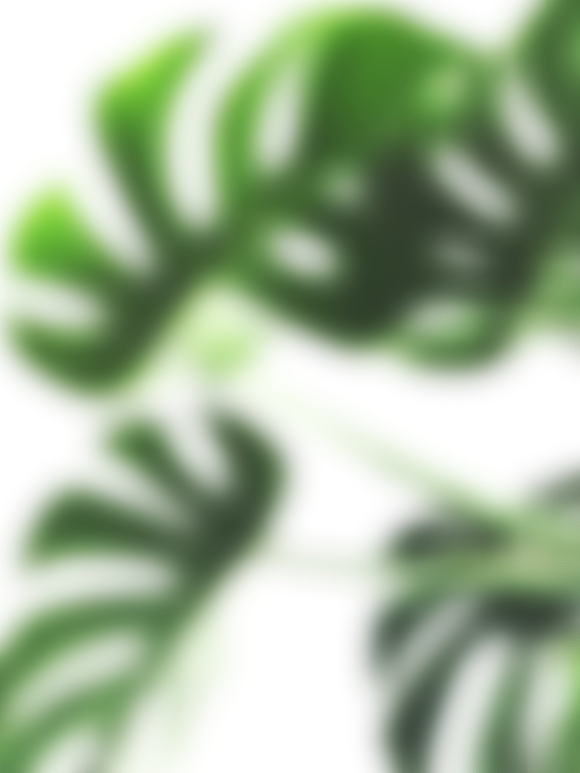 Close-up of green fern leaves with blurred background.