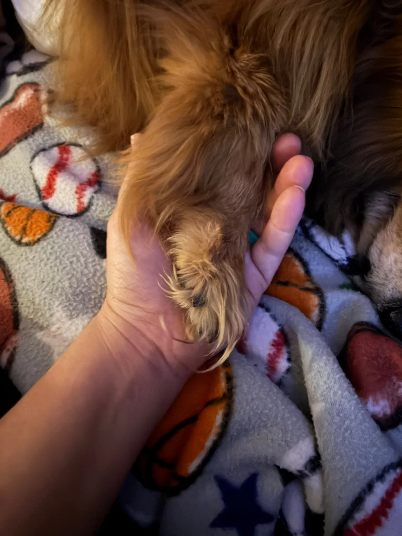 I lost my best friend tonight. There will never be another one like him. 

Bohde Grizz McClyde Colvard&hellip;.. you were the greatest. &hearts;️ 🐶