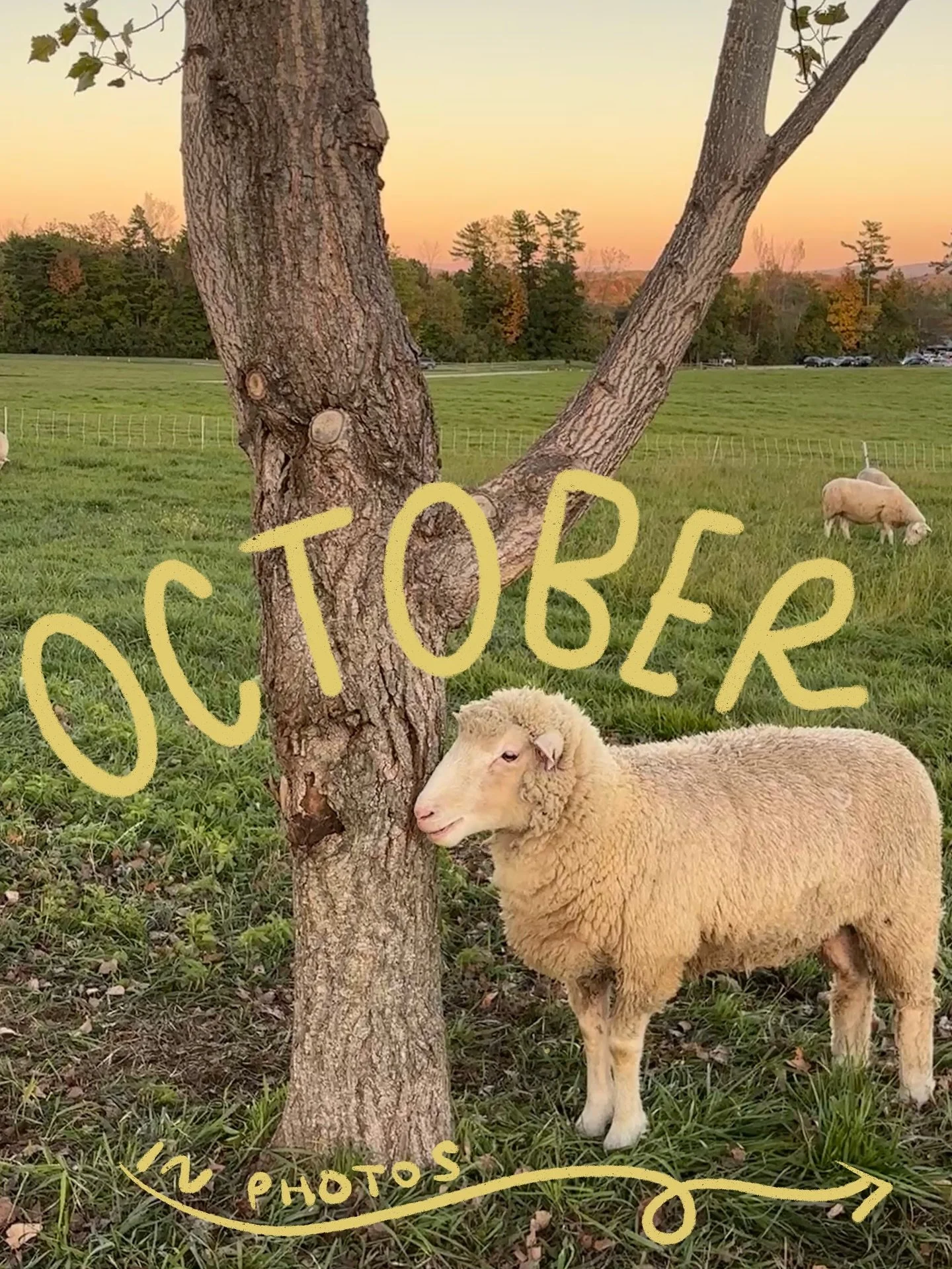 some little october moments~ i wore some sweaters, knit some more, adopted a cat, met a cool vermont business, and went on a lot of really beautiful walks (and went to rhinebeck and vermont sheep &amp; wool, but already yapped about those amazing fes