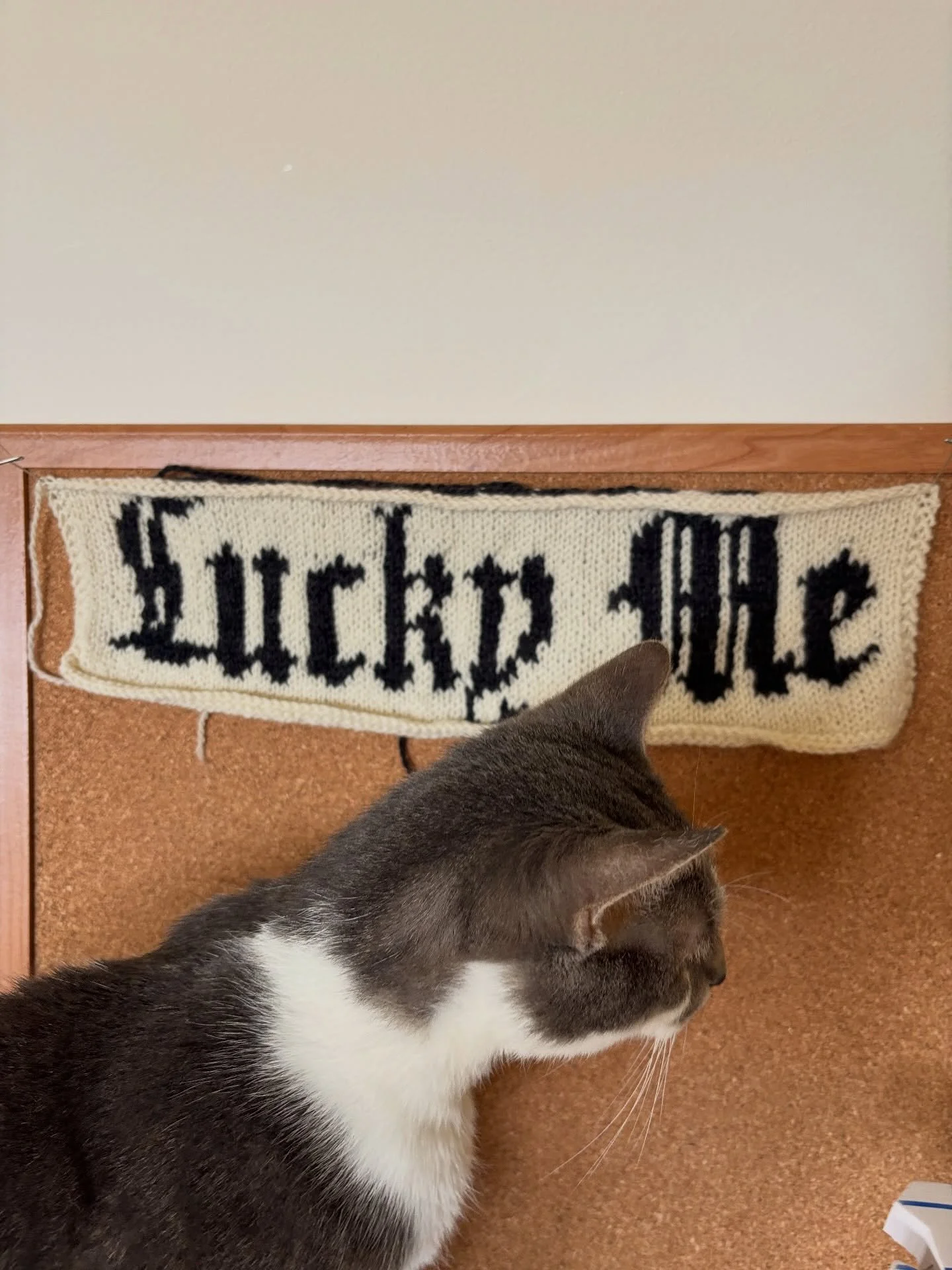 meet my new knitting studio supervisor, miso 🥣! he started out as an assistant but pretty quickly promoted himself and is now doing routine quality assurance inspections and dictating our production timelines (aka i can&rsquo;t move to get more yarn