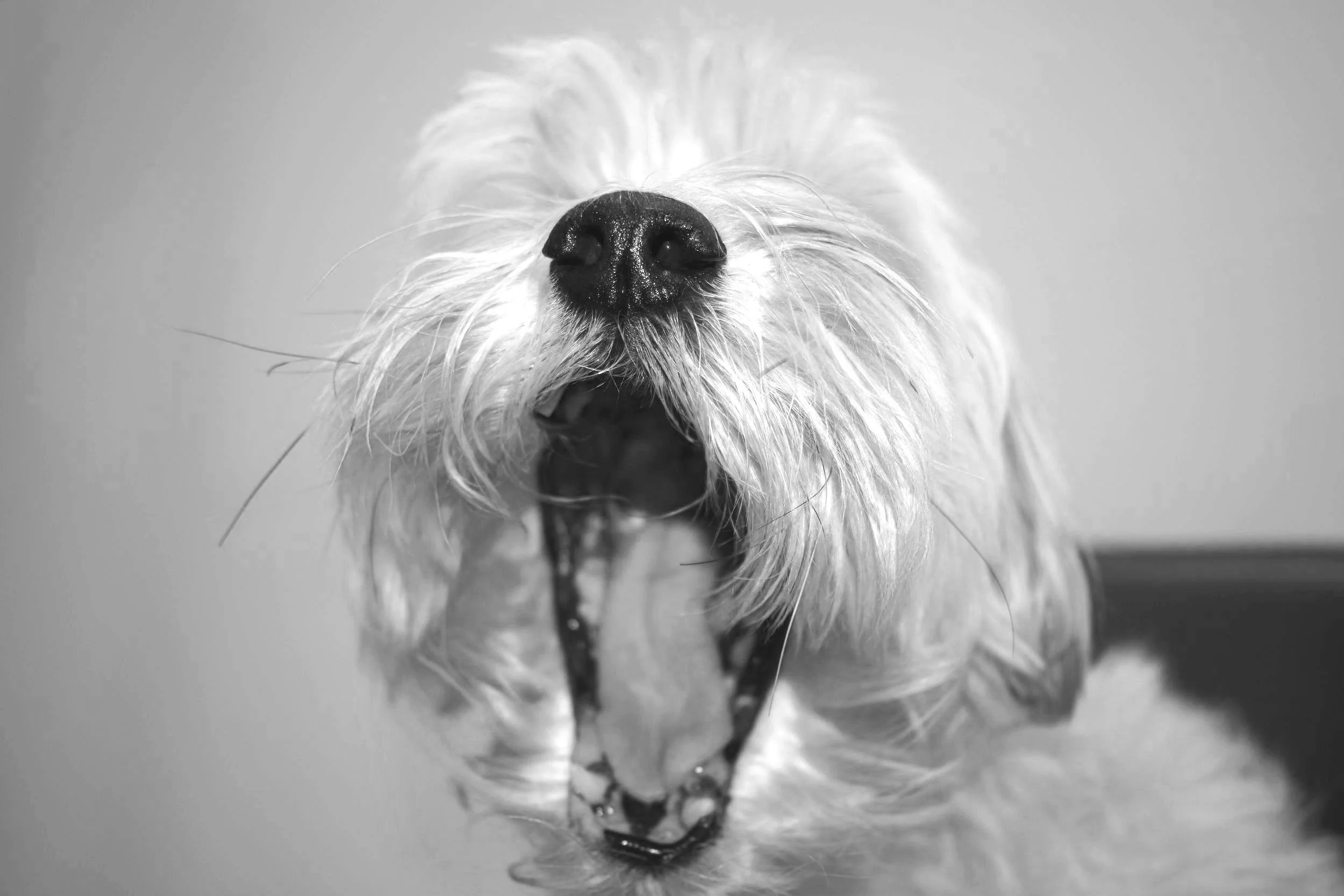 DSC_0036.jpg