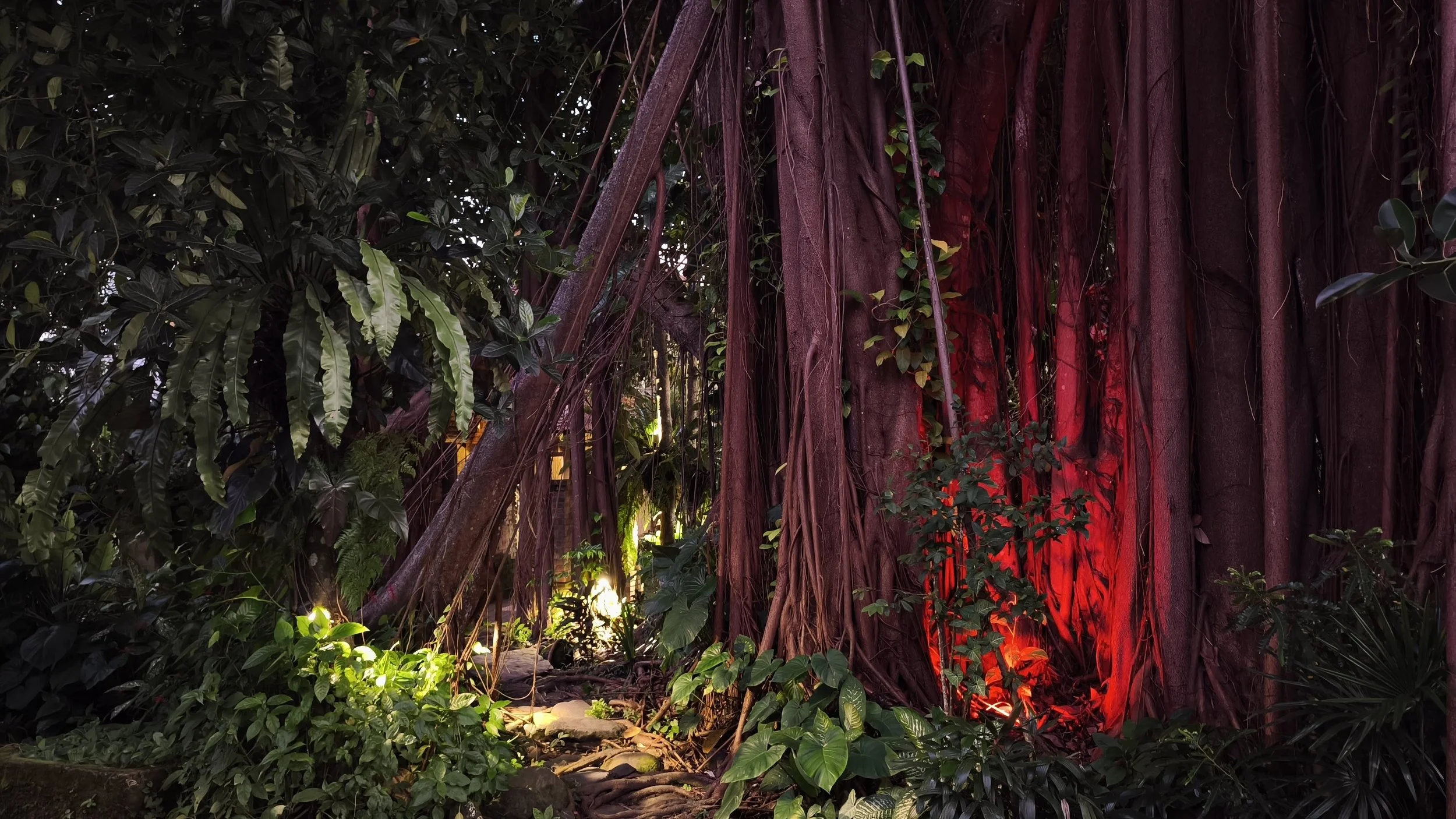 Dense jungle scene with large tree roots and greenery, illuminated by red and yellow lights. High-end retreat center in Pejeng, Ubud, Bali