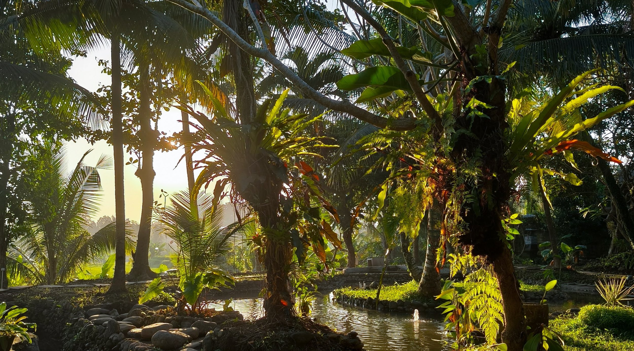 Sunlight filtering through lush tropical trees and plants in a garden, with a small stream and stone border in the foreground.High-end retreat center in Pejeng, Ubud, Bali