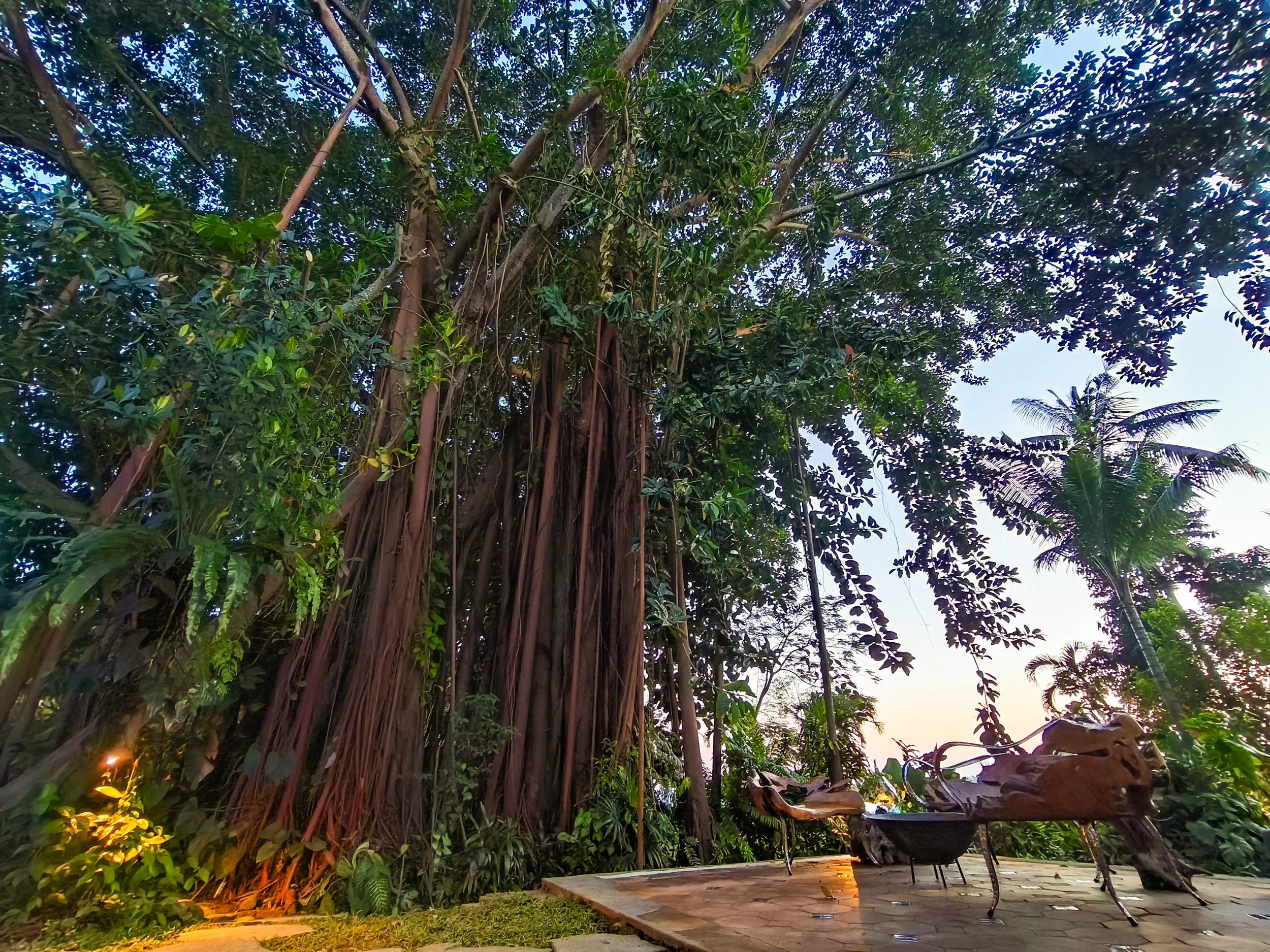 Pohon Jiwa (Tree of Souls)
