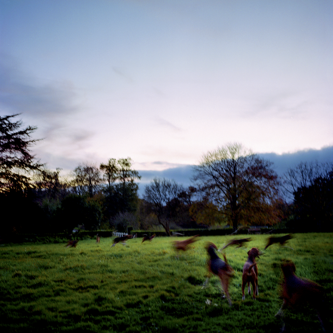 Chien courant dans un parc en soirée avec des arbres et un ciel changeant de couleur.