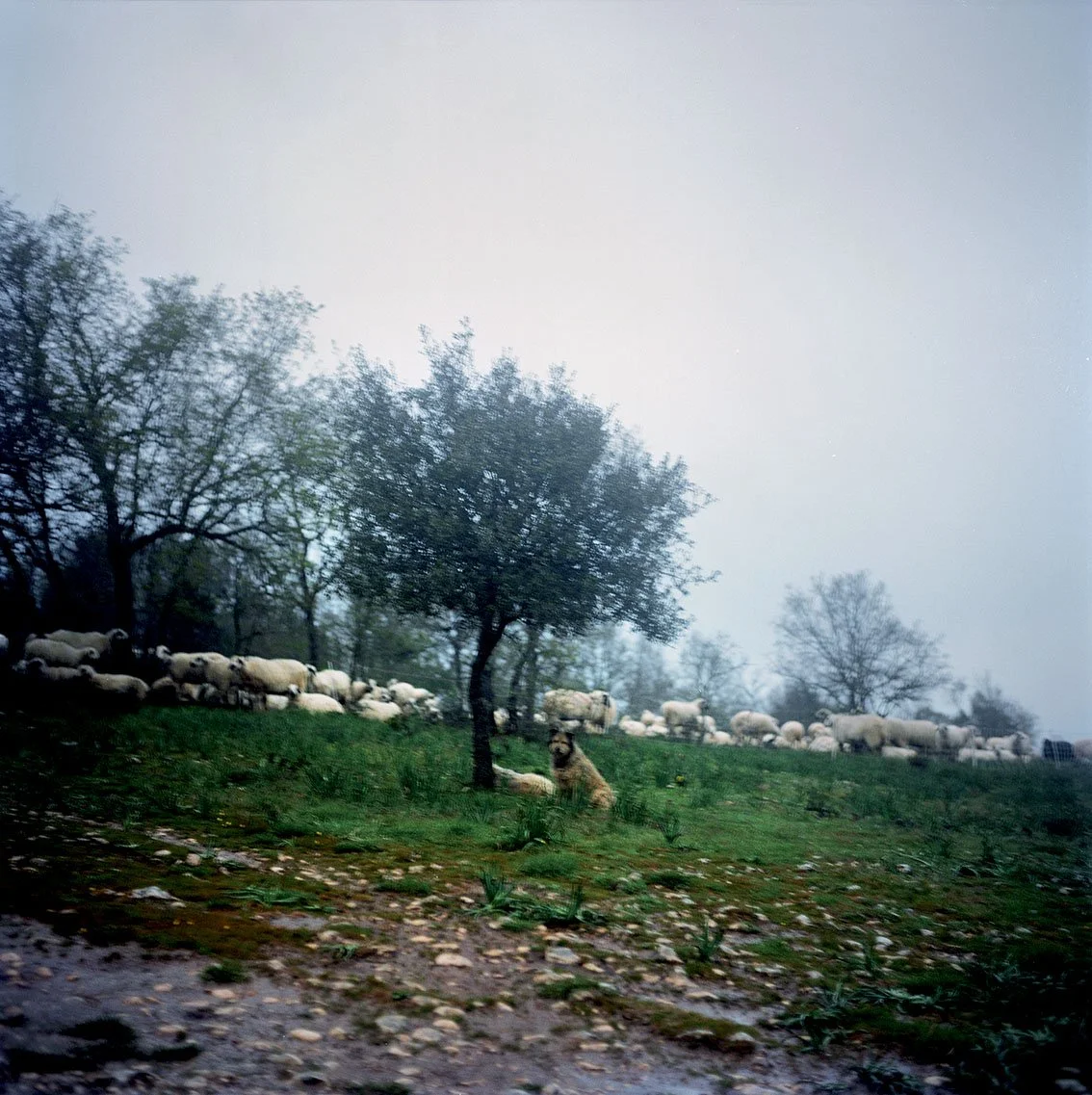 A rural landscape with a flock of sheep, trees and a dog lying on the grass.