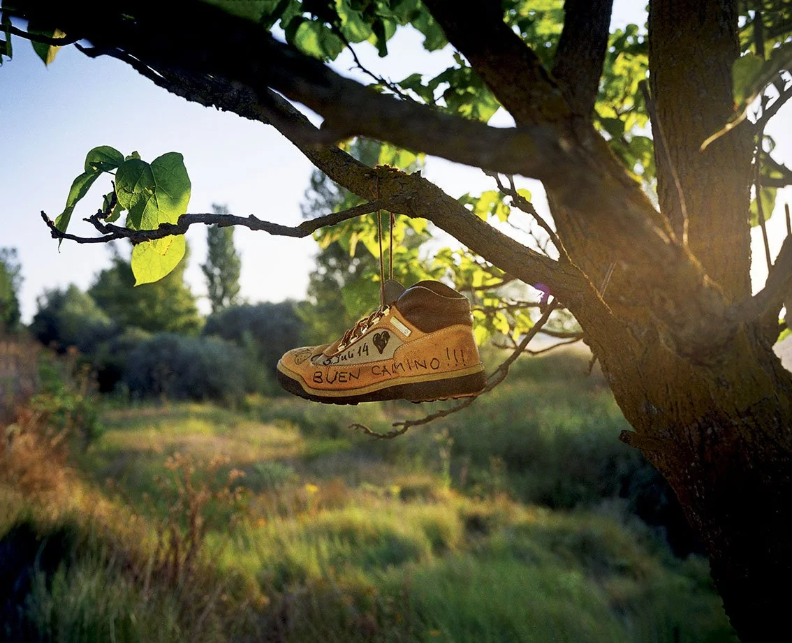 A shoe hanging from the branches of a tree with a message written on it, in an open-air landscape at sunset.