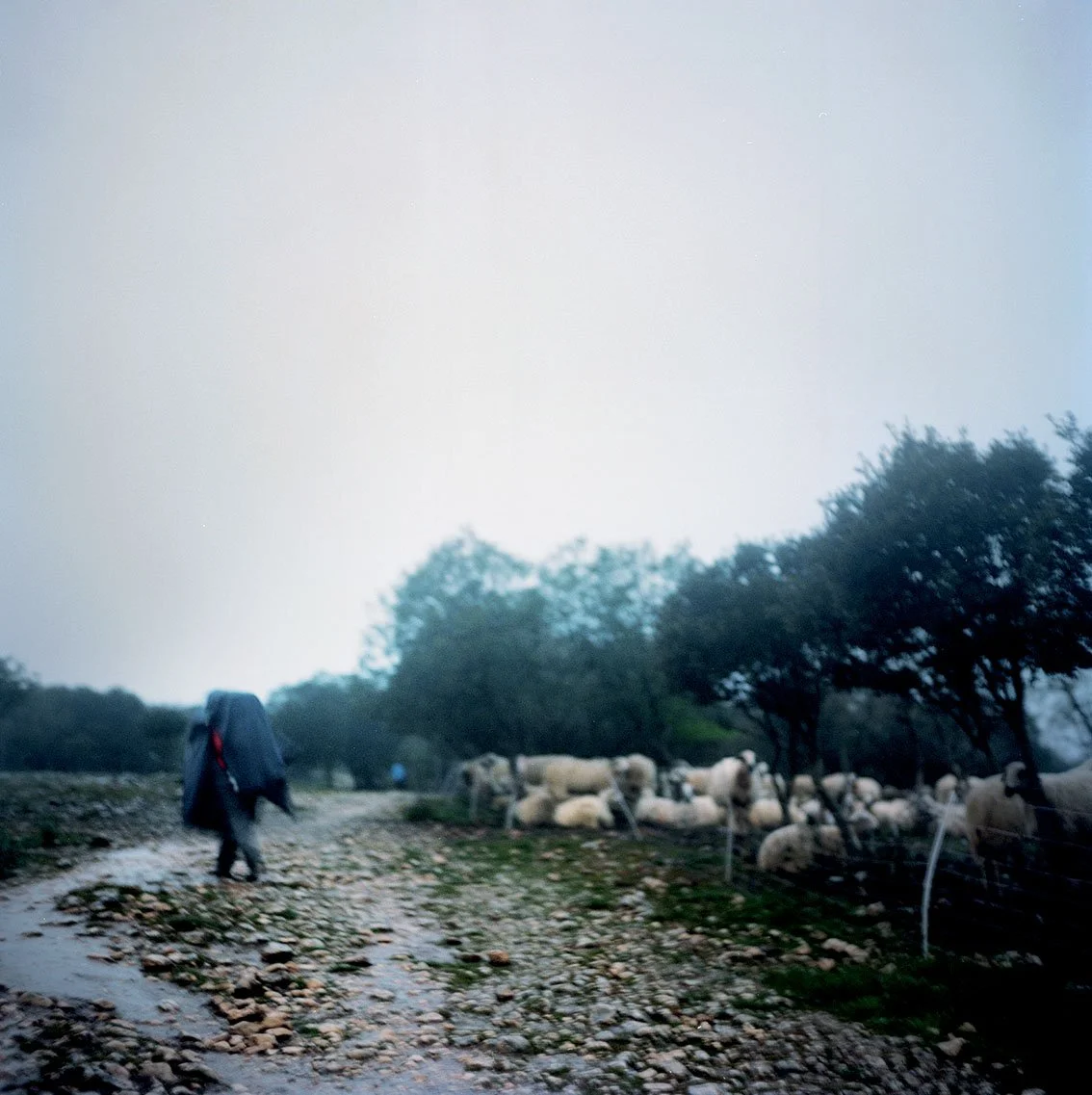 A person walks along a stone path, surrounded by trees and sheep behind a fence.