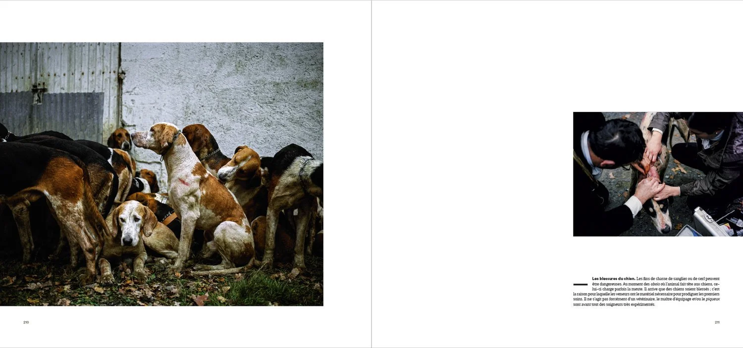 Un groupe de chiens attendaient dans un enclos, certains étant soignés par des vétérinaires.